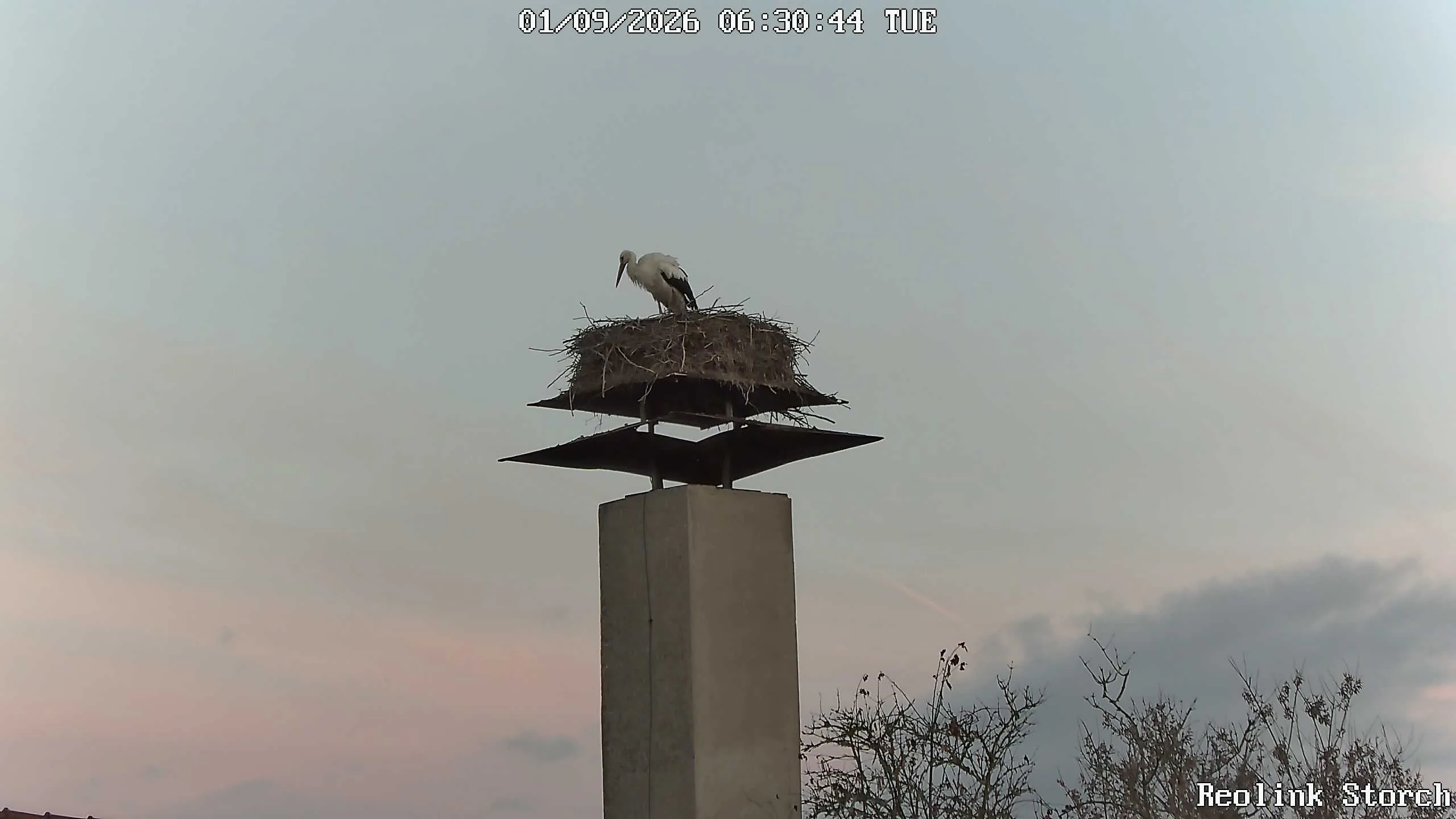 Storchencam Bild