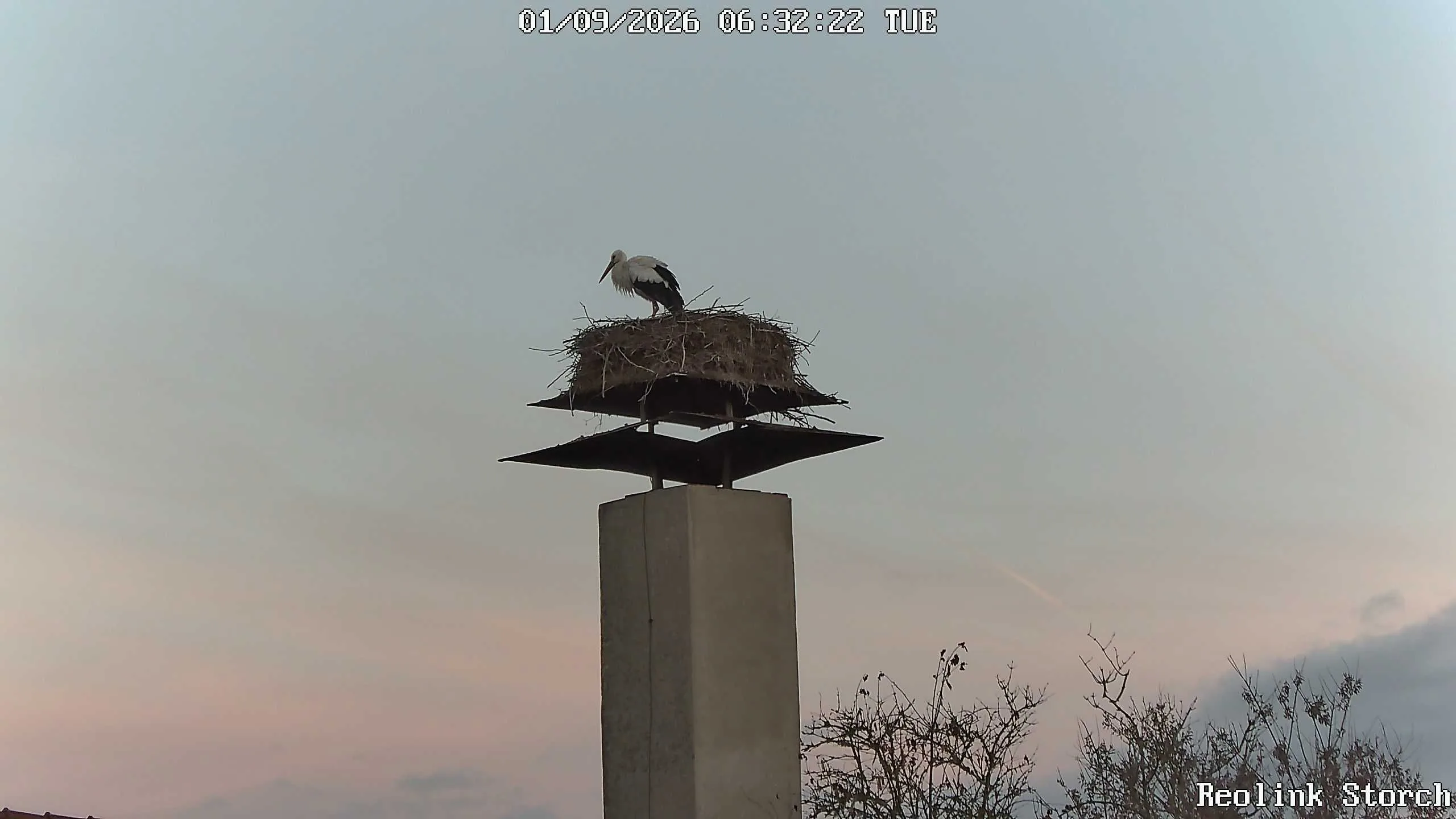 Storchencam Bild