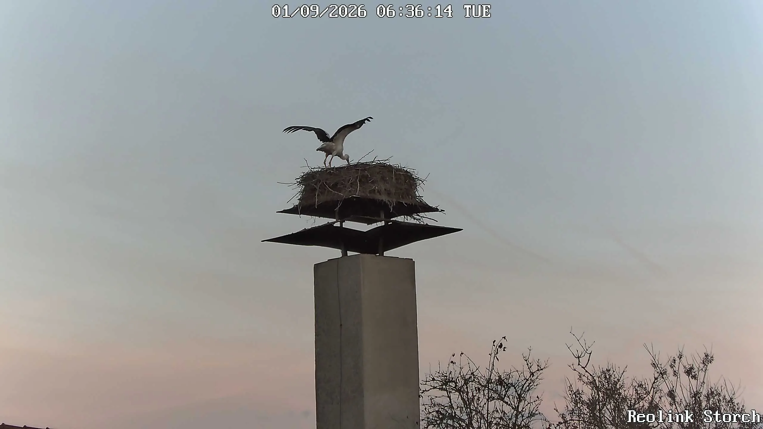 Storchencam Bild