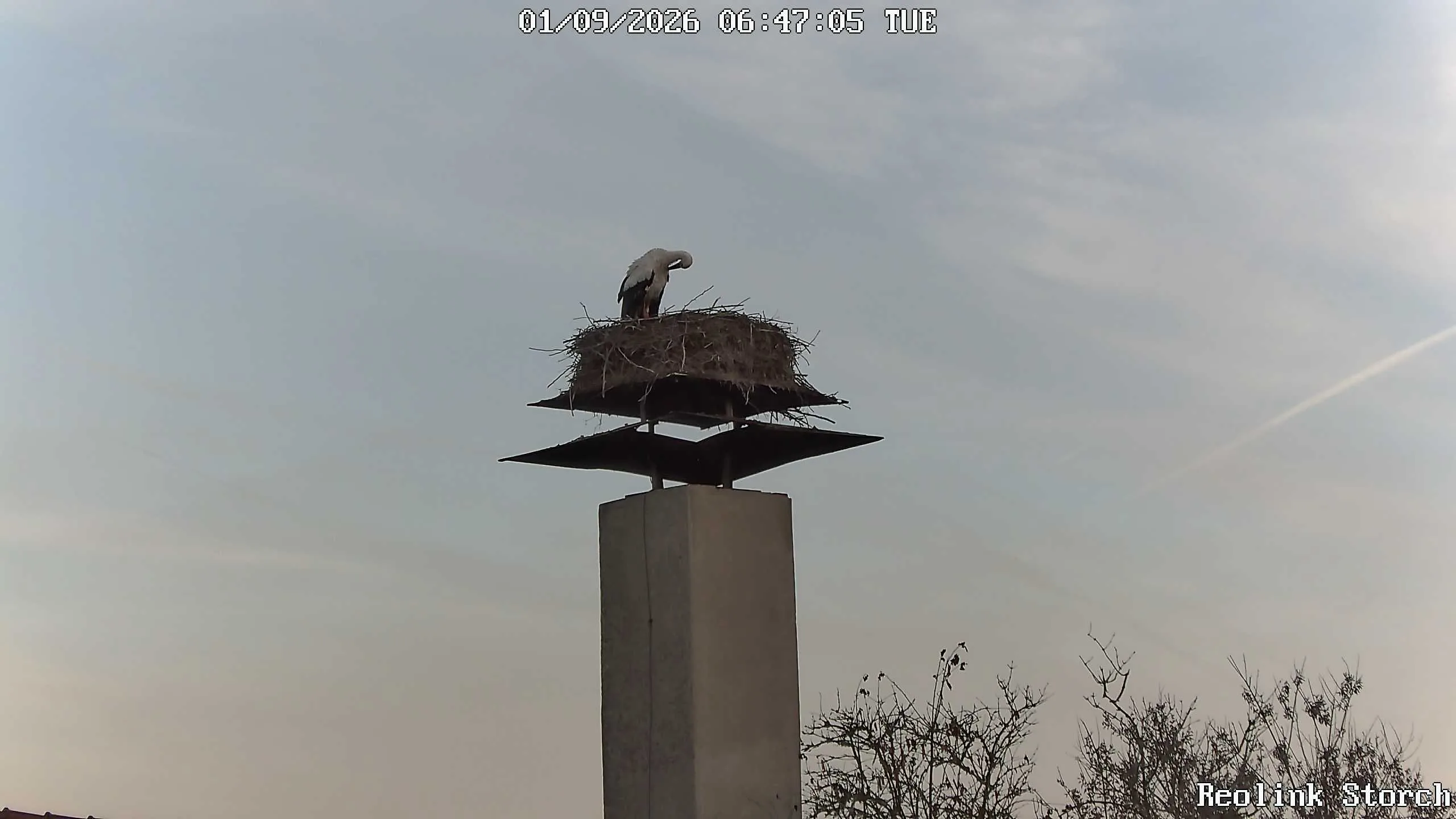 Storchencam Bild
