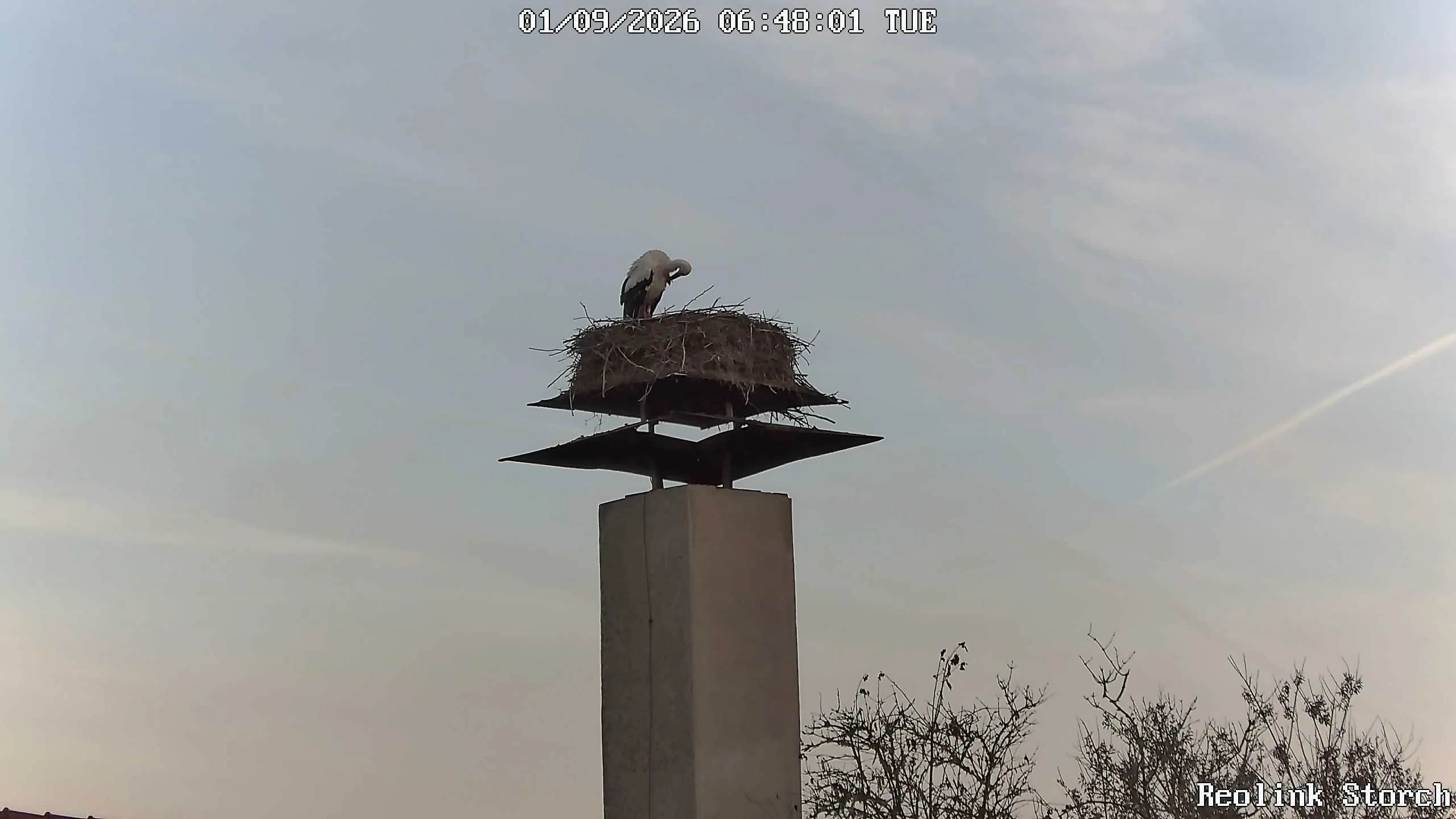Storchencam Bild