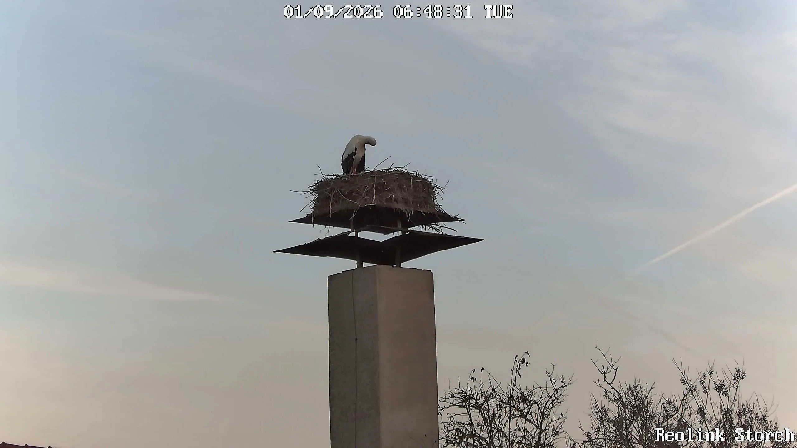 Storchencam Bild
