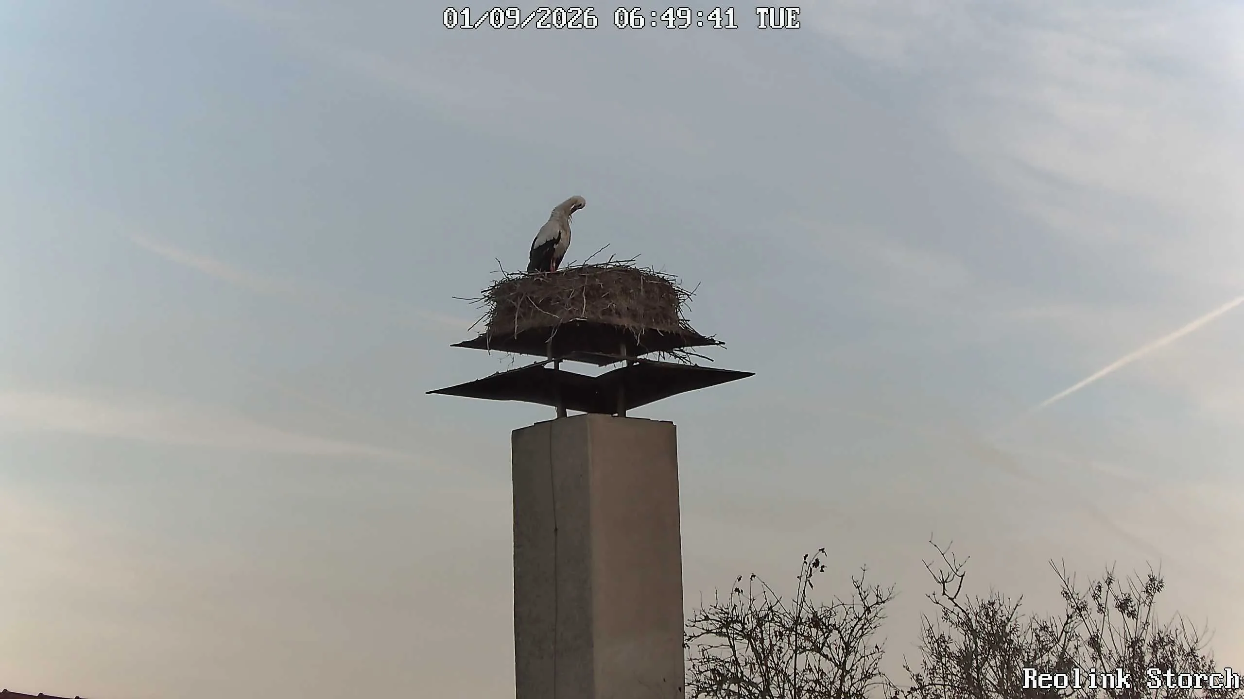 Storchencam Bild