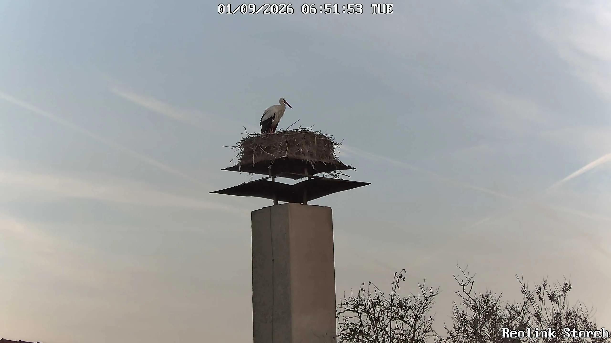 Storchencam Bild