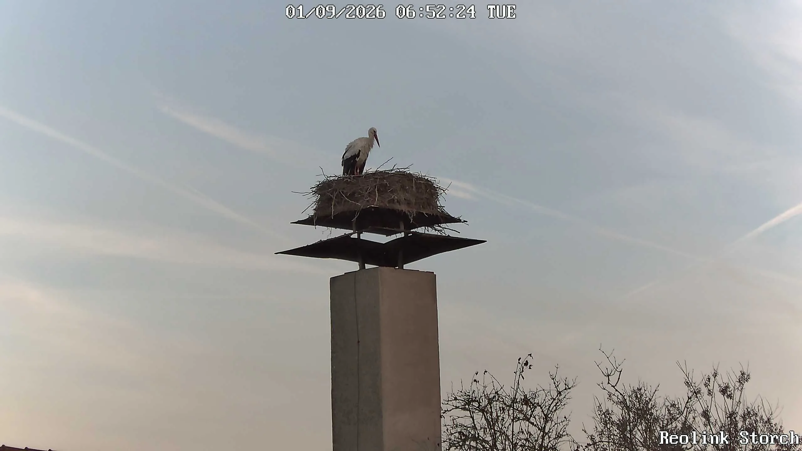 Storchencam Bild