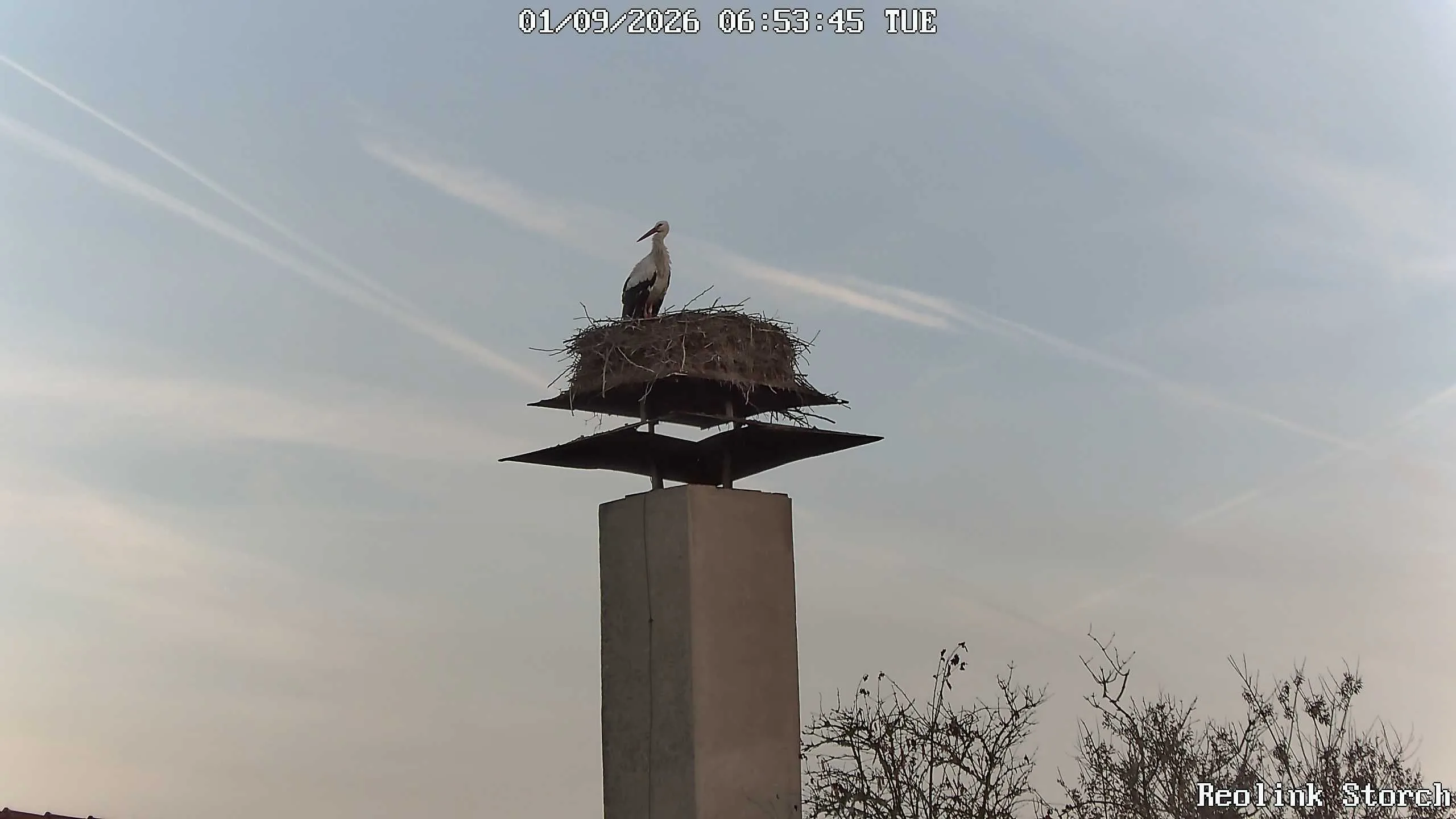 Storchencam Bild