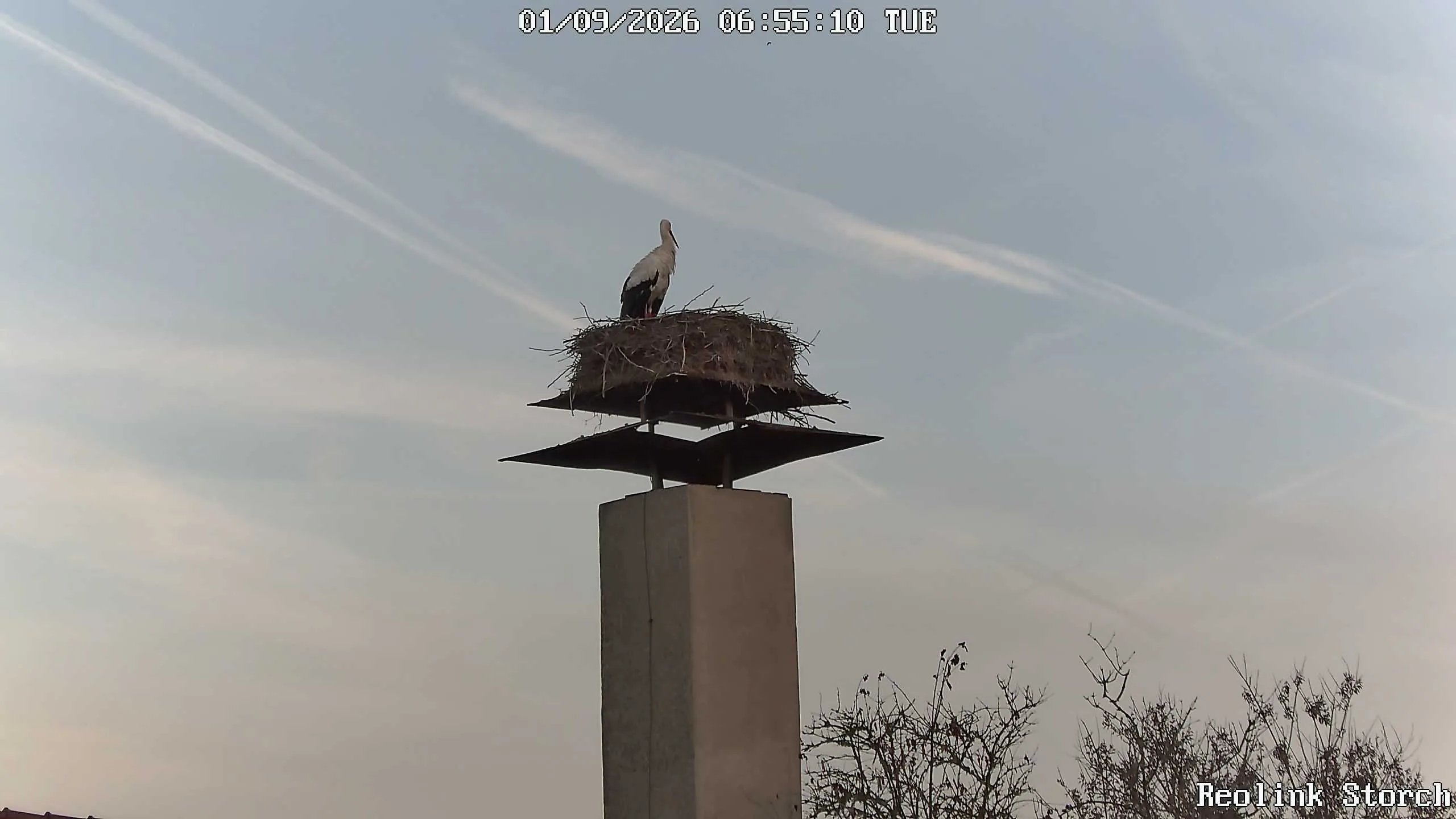 Storchencam Bild