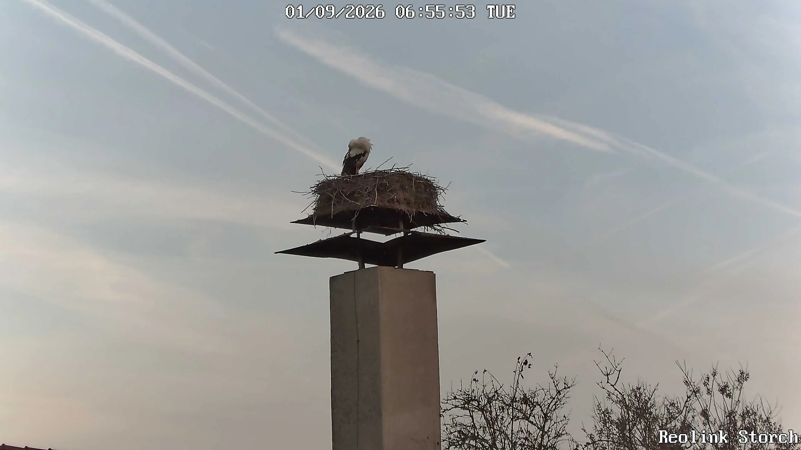 Storchencam Bild