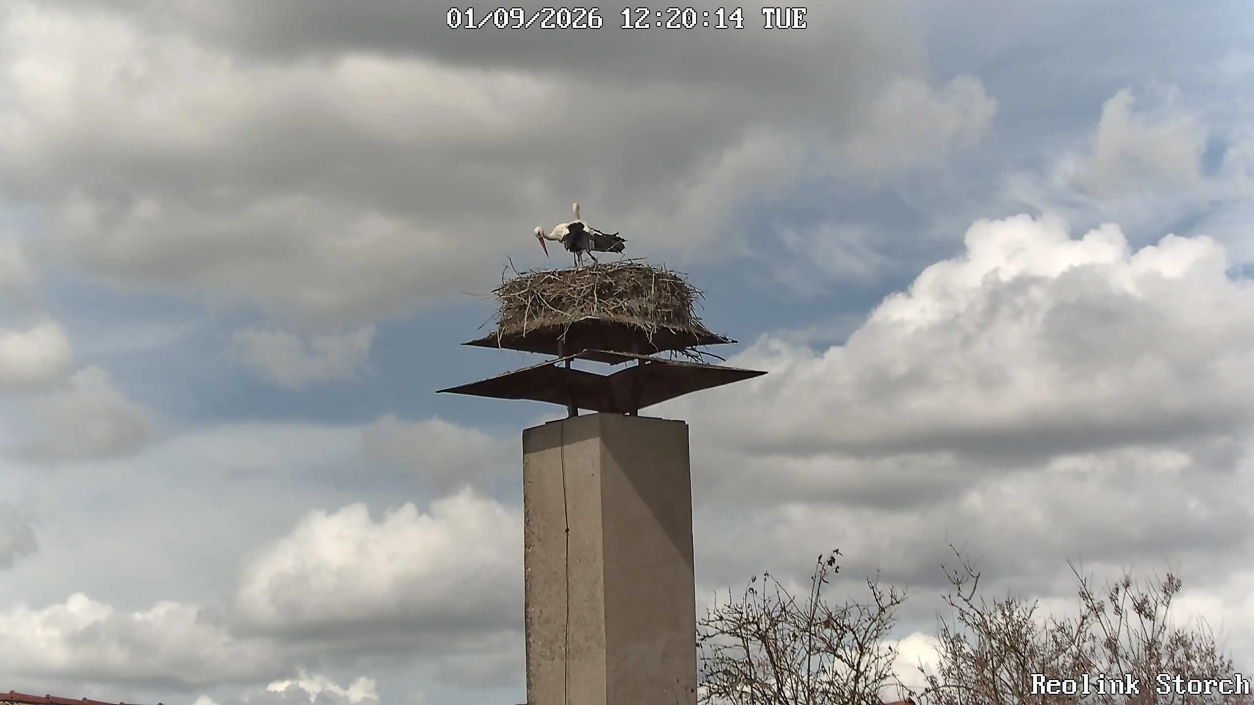 Storchencam Bild