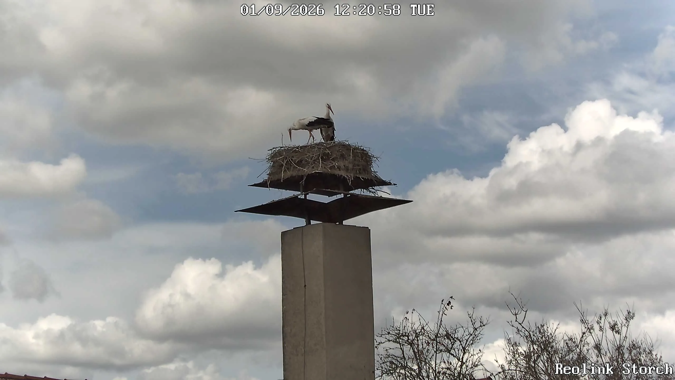 Storchencam Bild