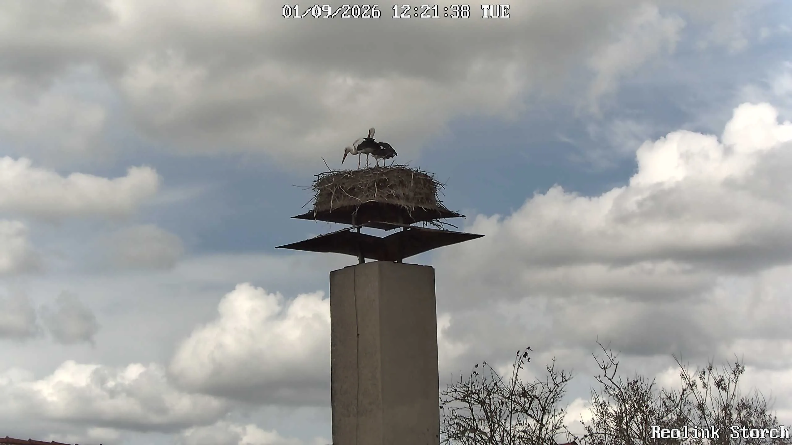 Storchencam Bild