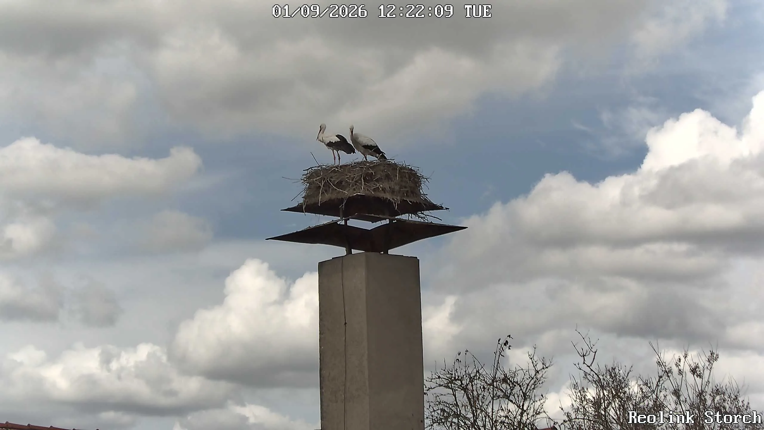 Storchencam Bild
