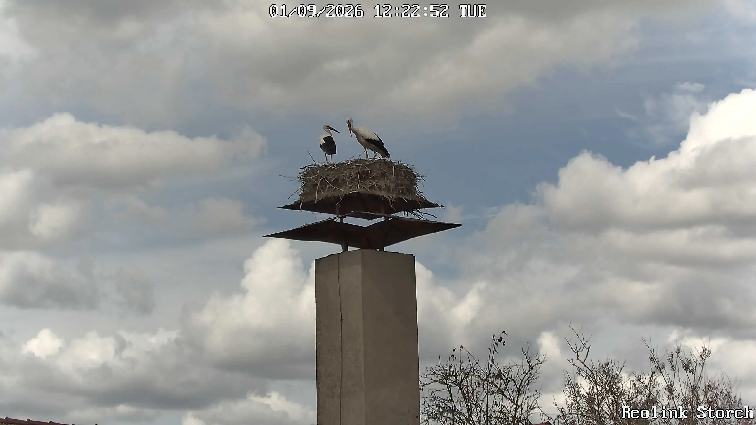 Storchencam Bild