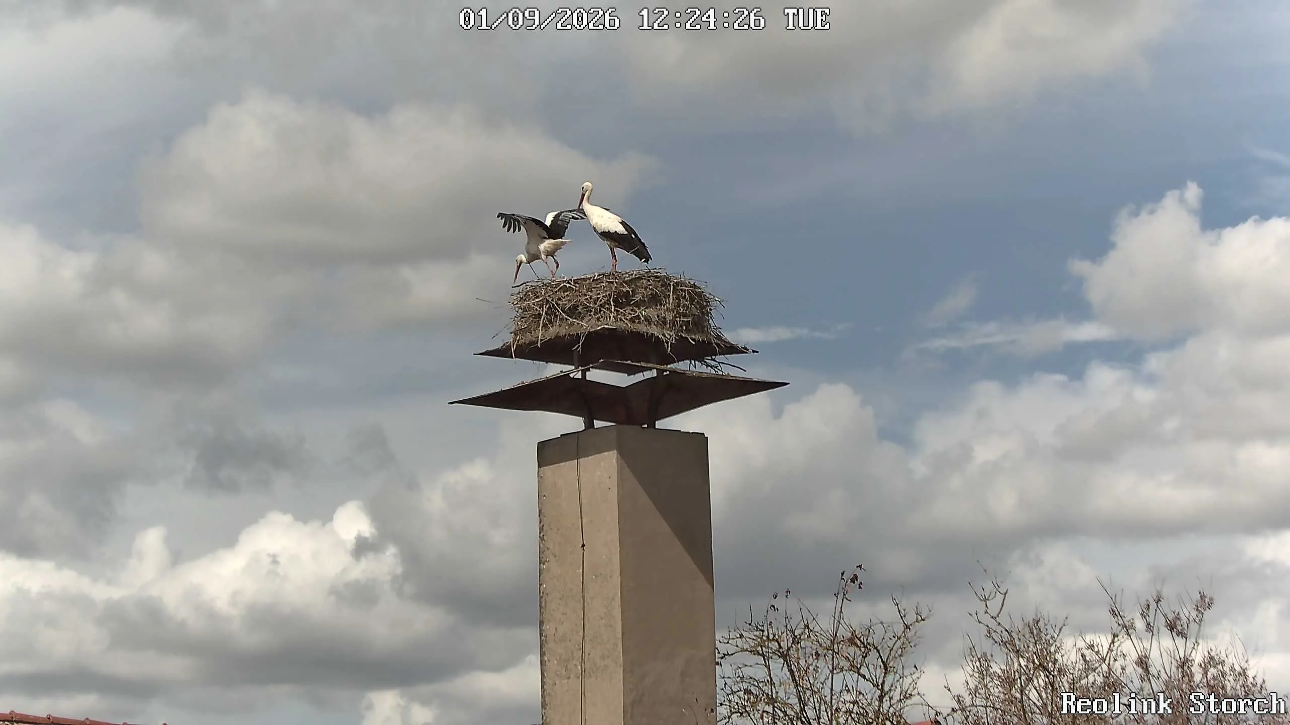 Storchencam Bild