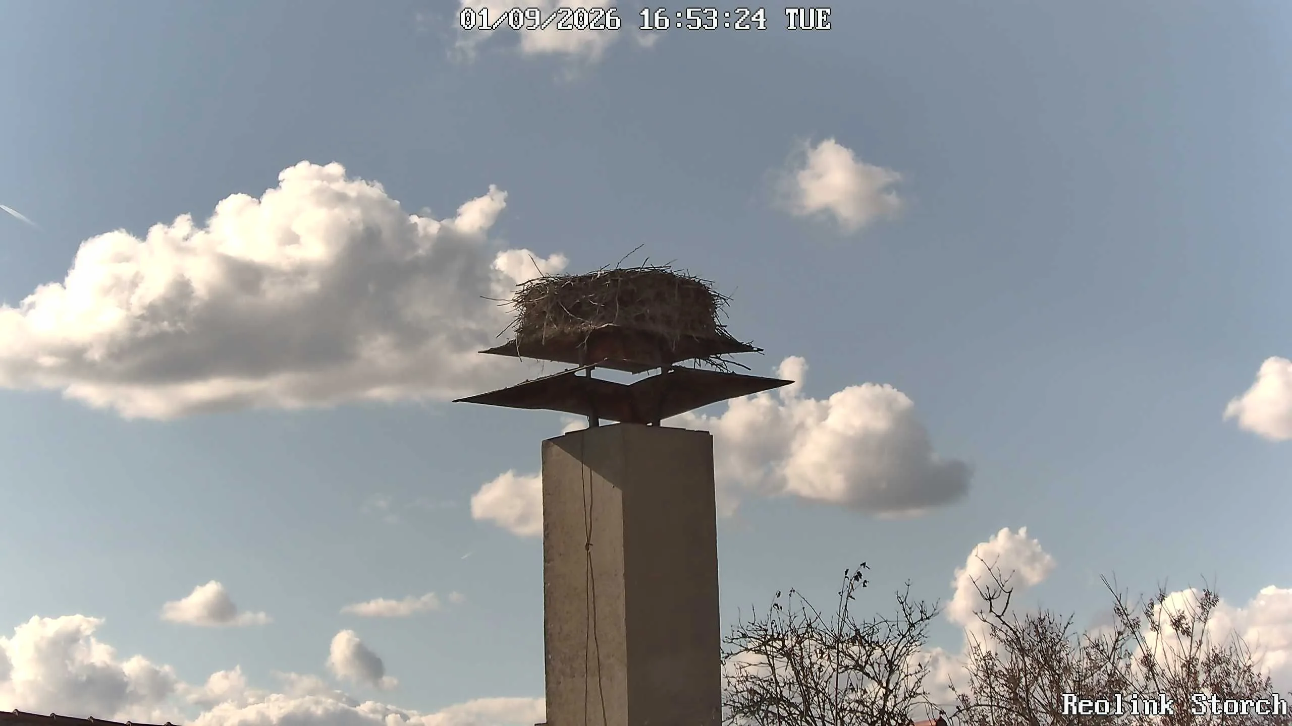Storchencam Bild