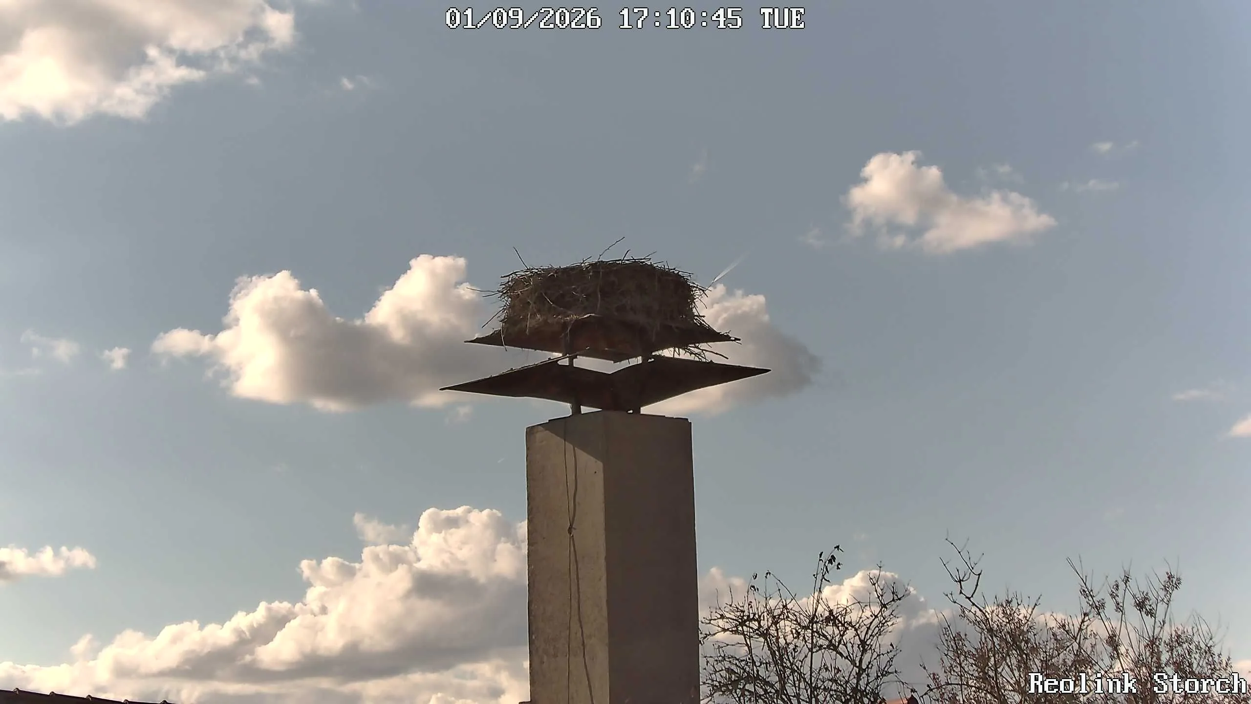 Storchencam Bild