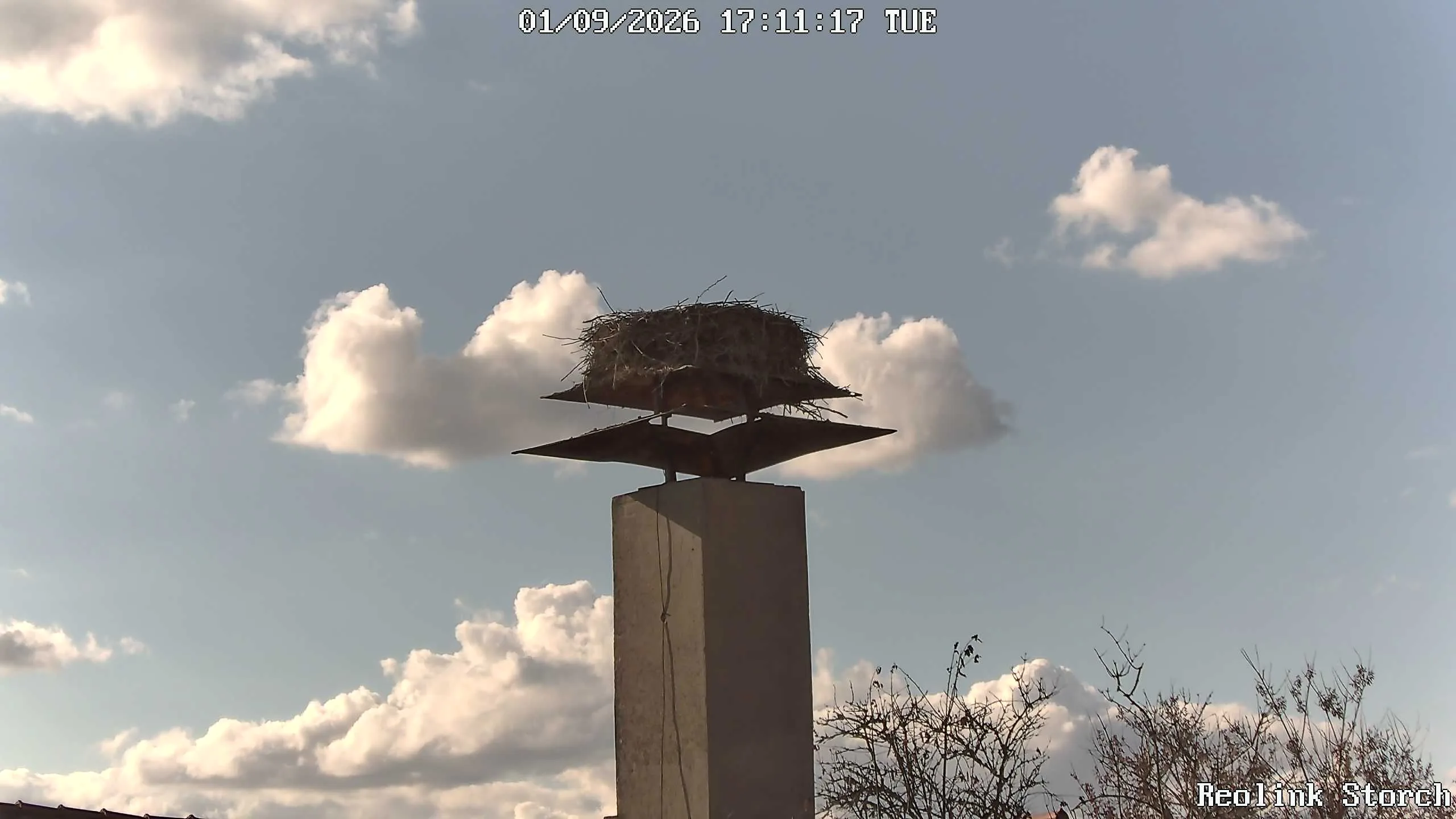 Storchencam Bild