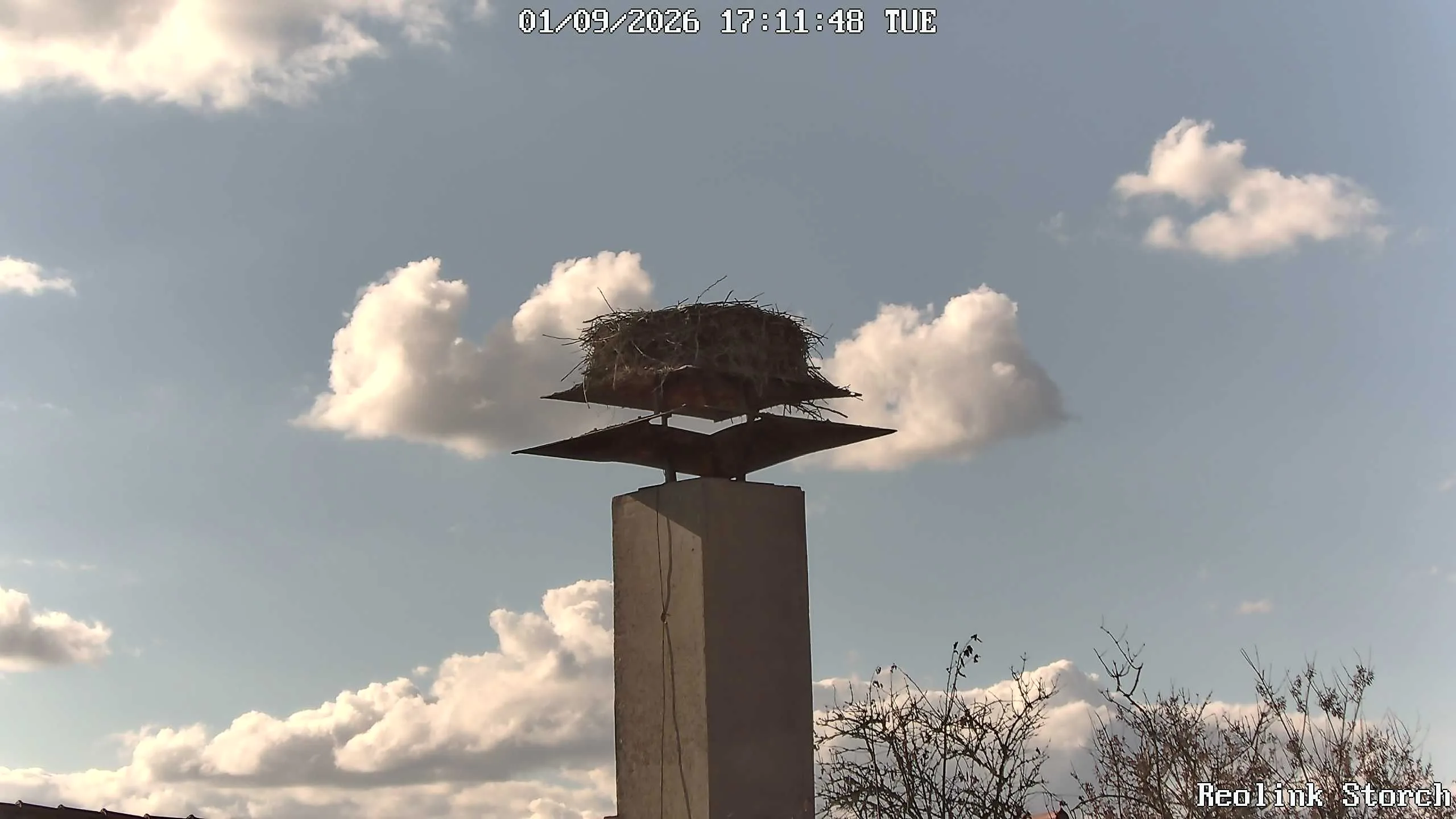 Storchencam Bild
