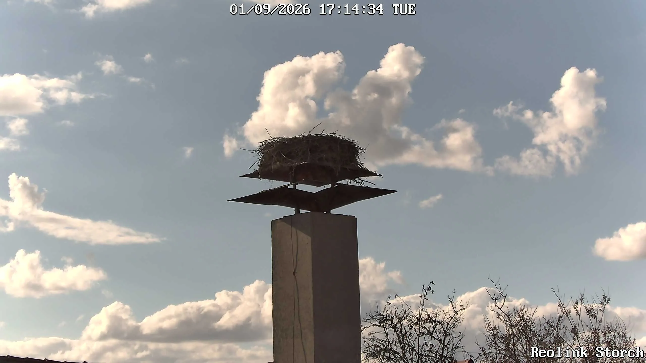 Storchencam Bild