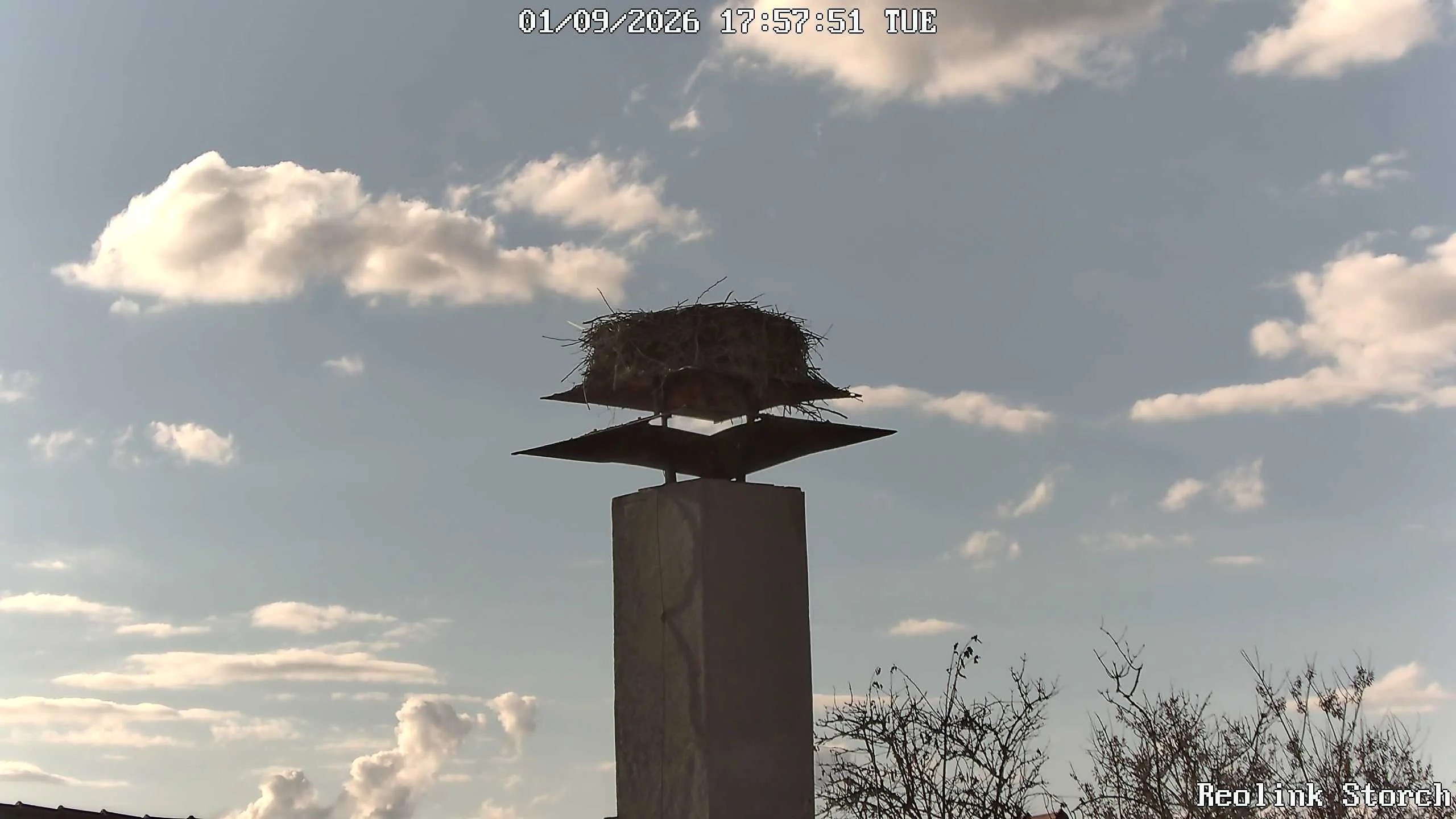 Storchencam Bild
