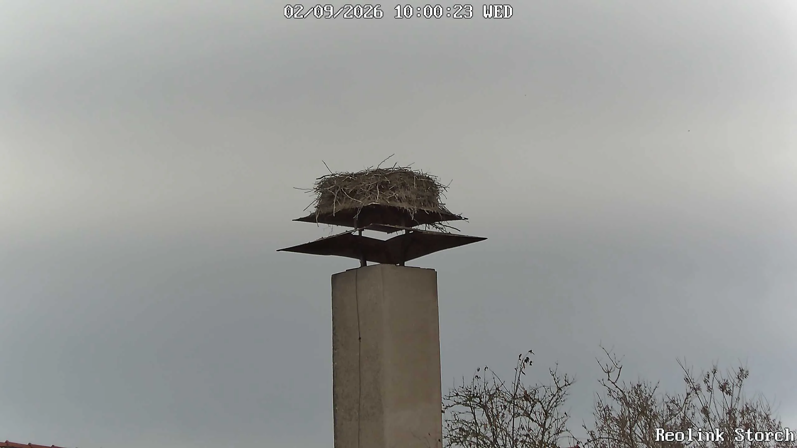 Storchencam Bild