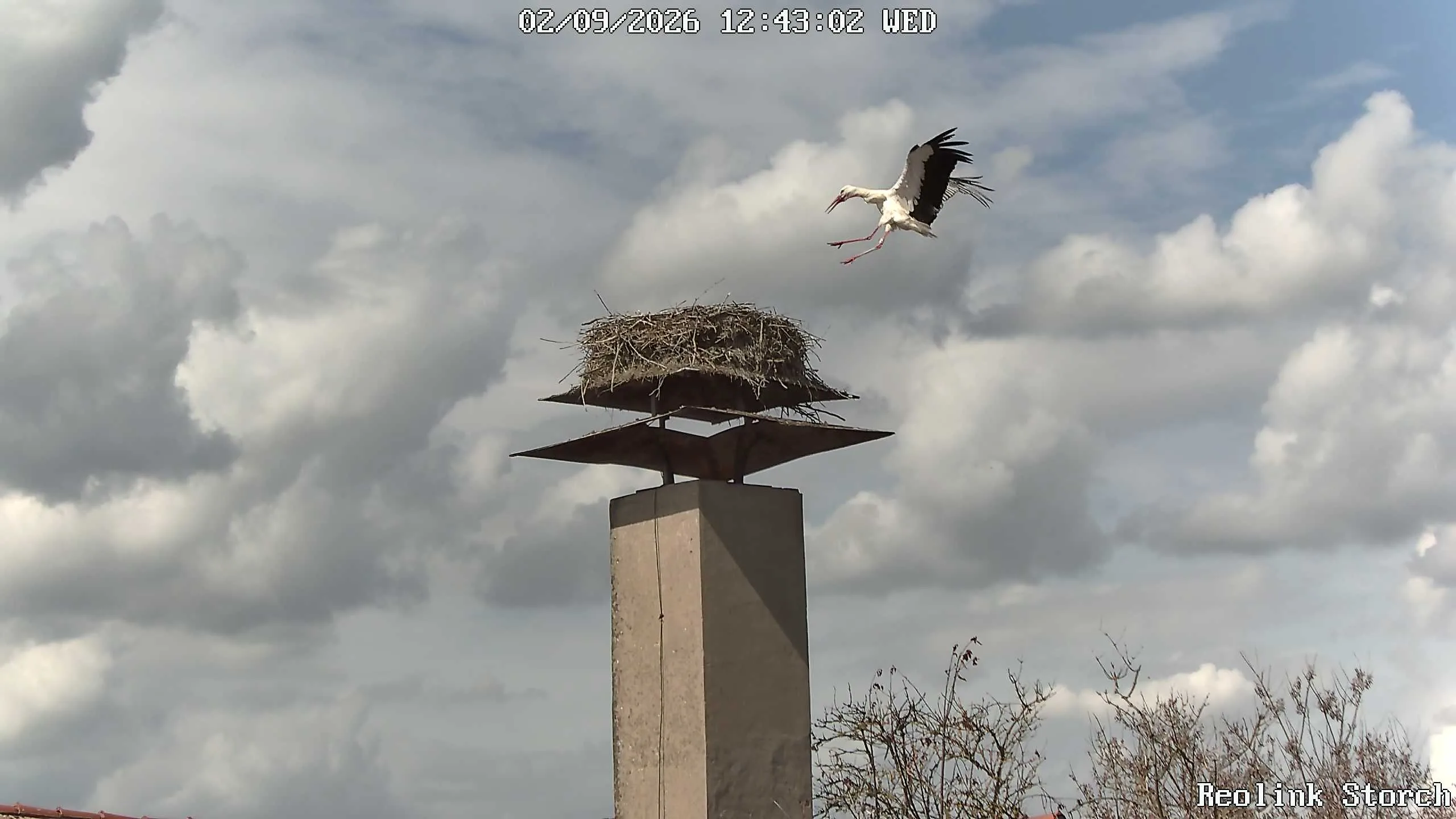 Storchencam Bild