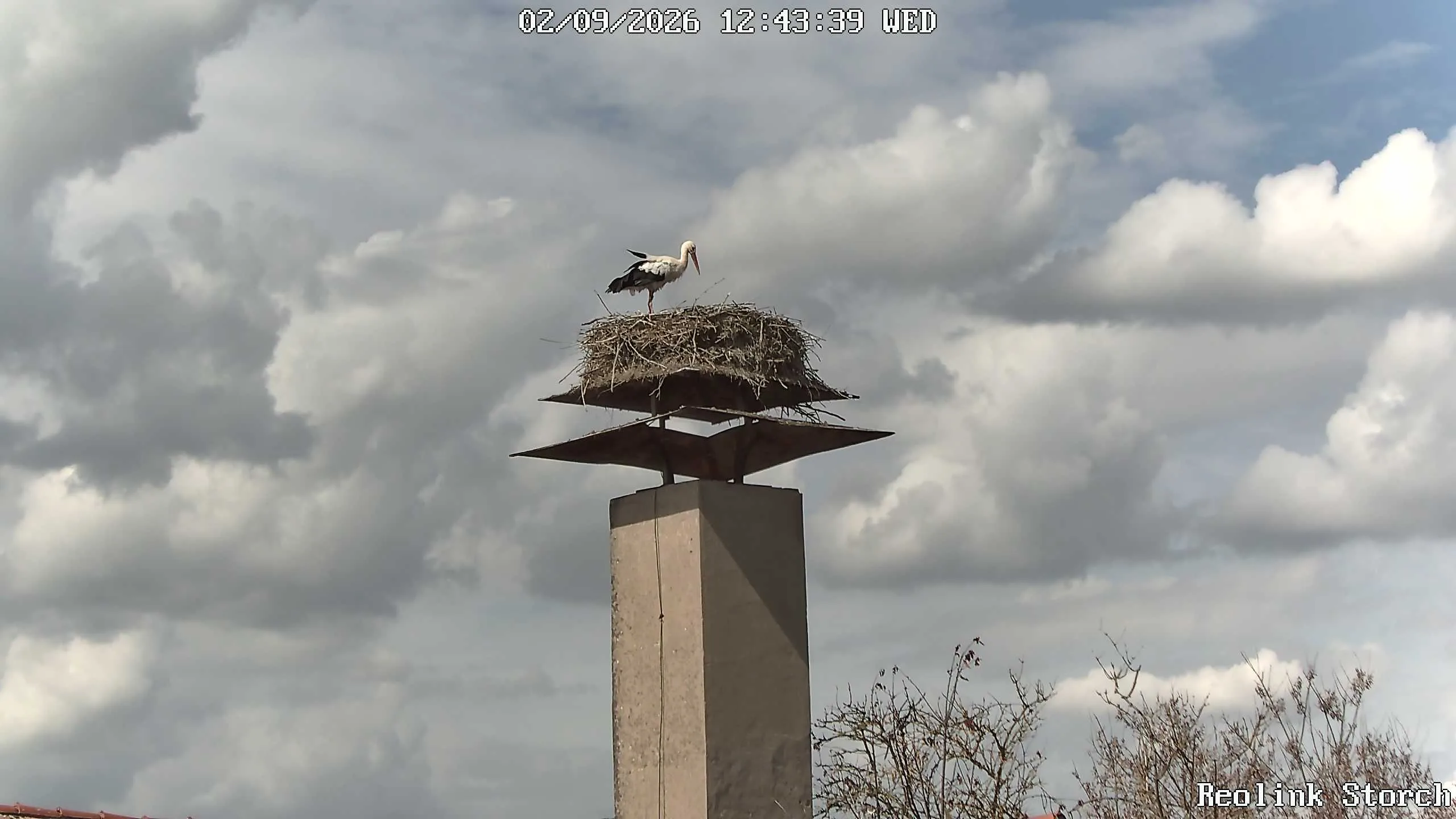 Storchencam Bild