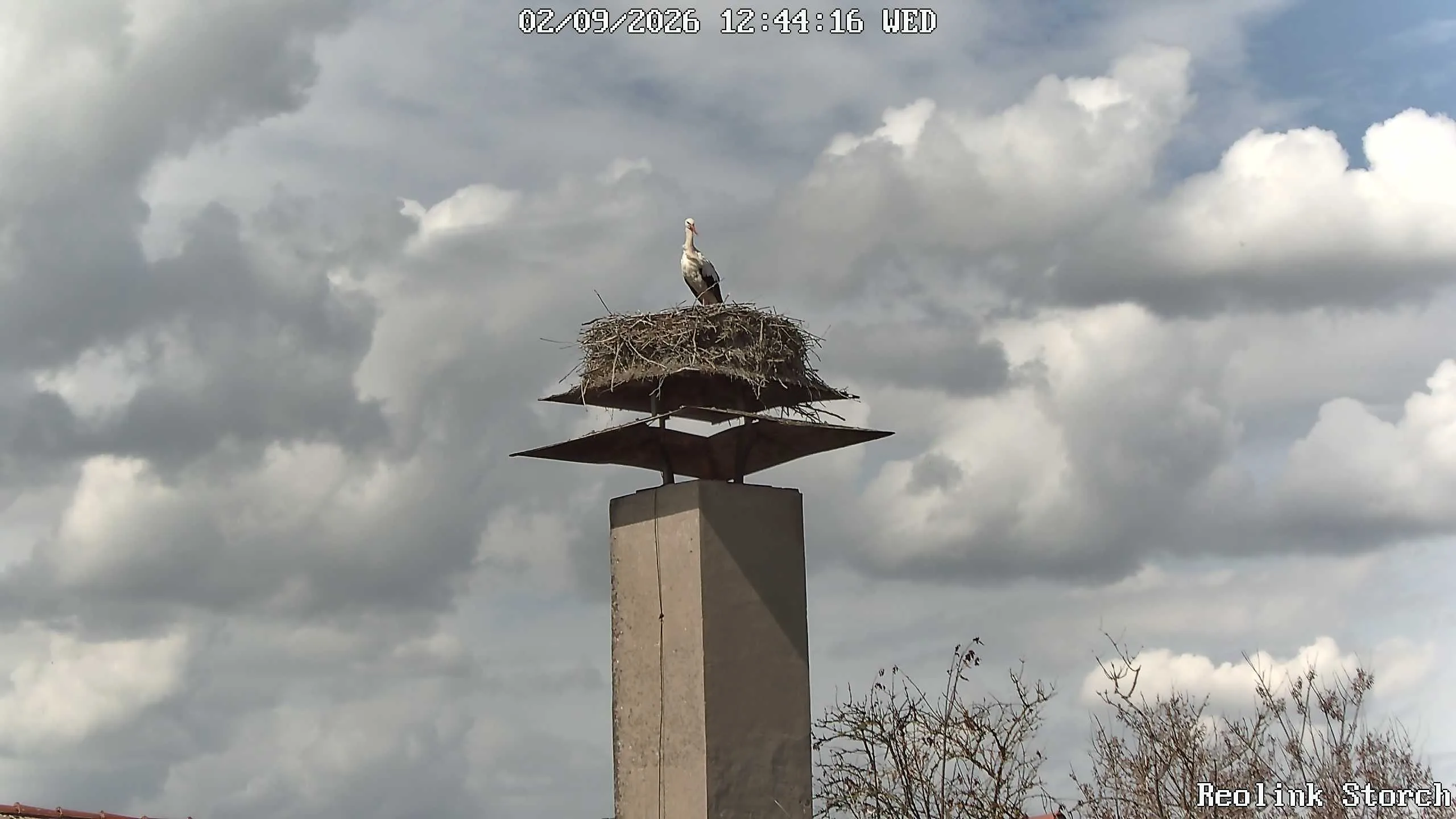 Storchencam Bild