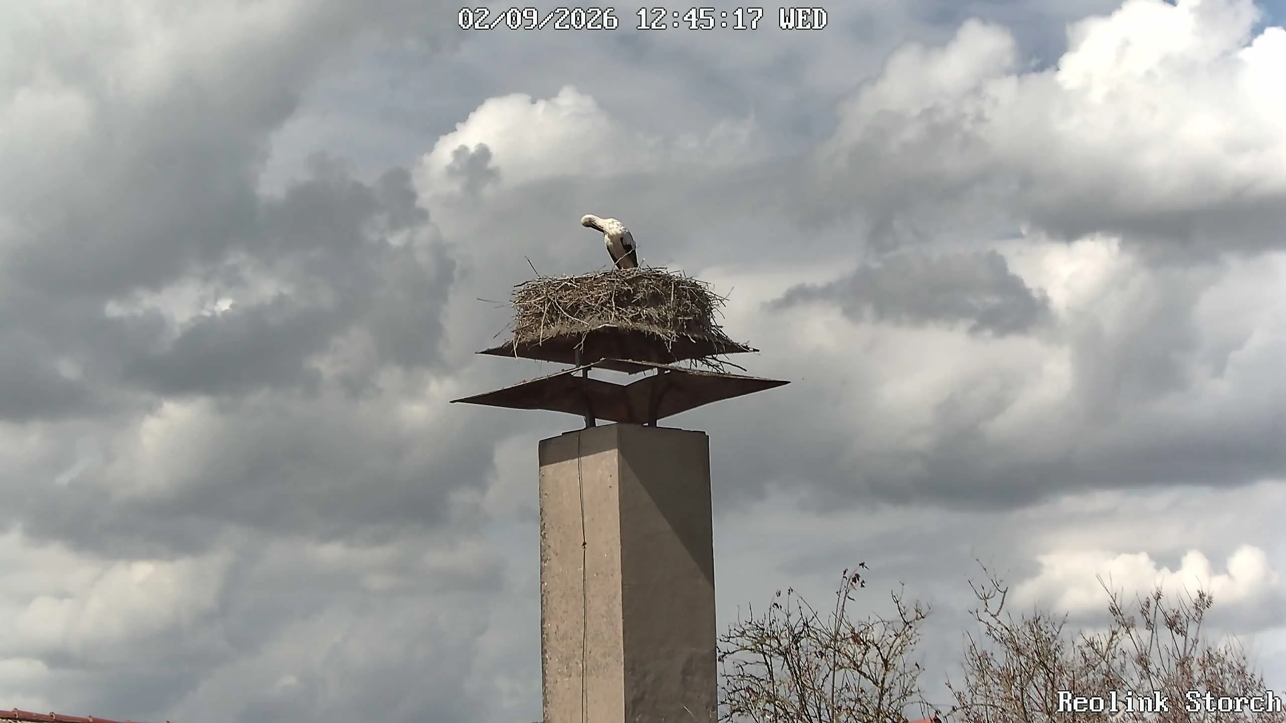 Storchencam Bild