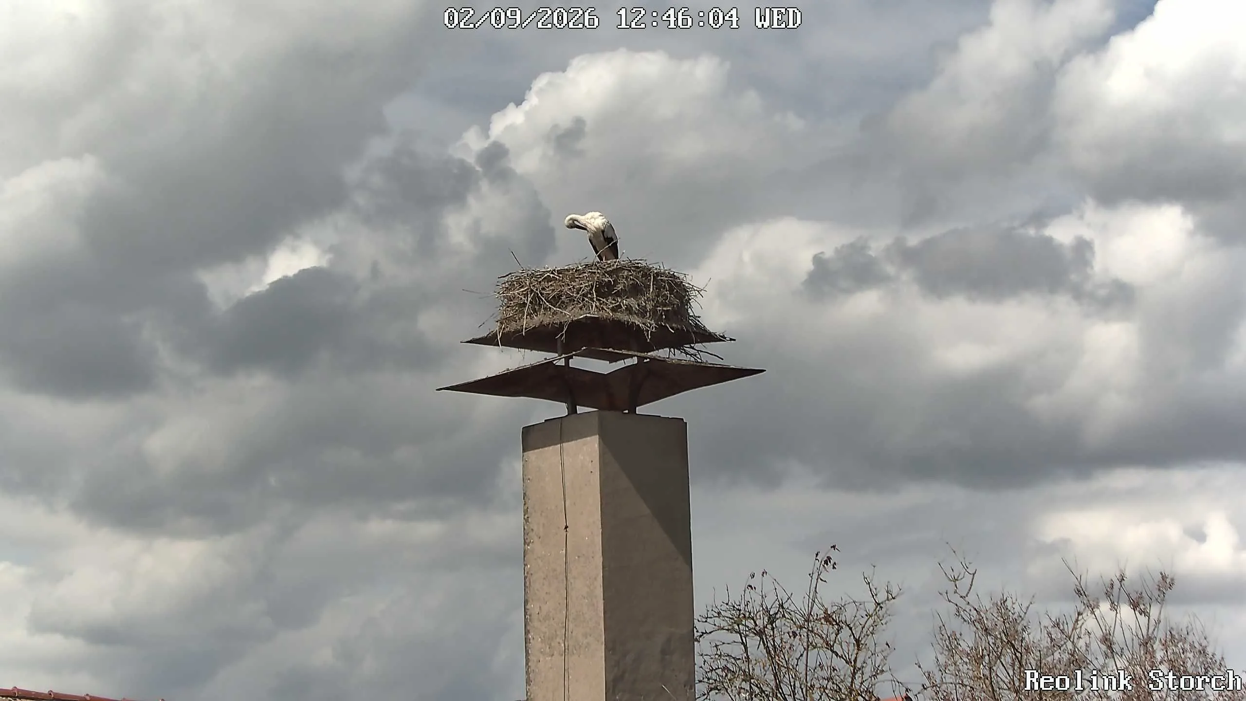 Storchencam Bild