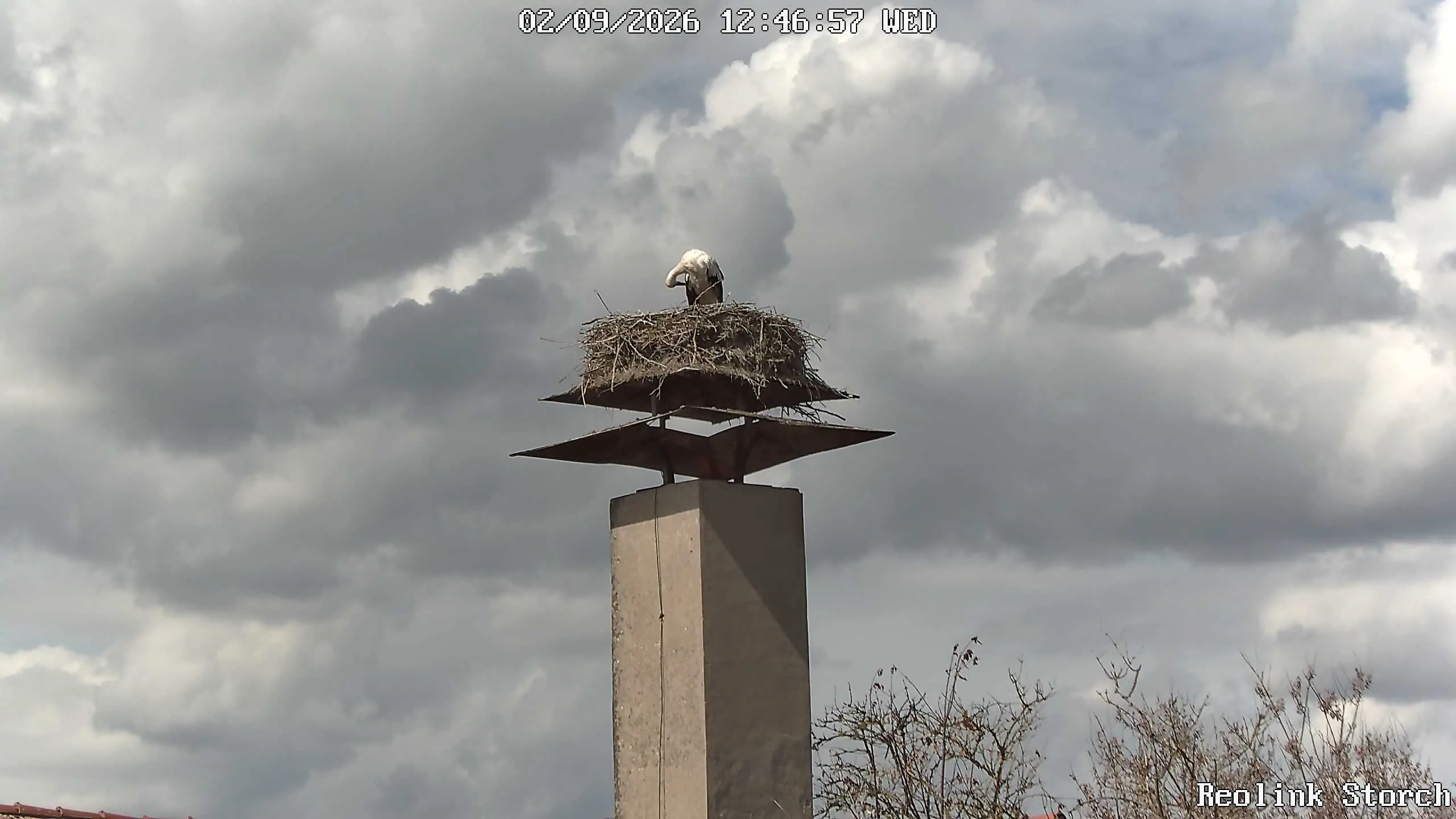 Storchencam Bild
