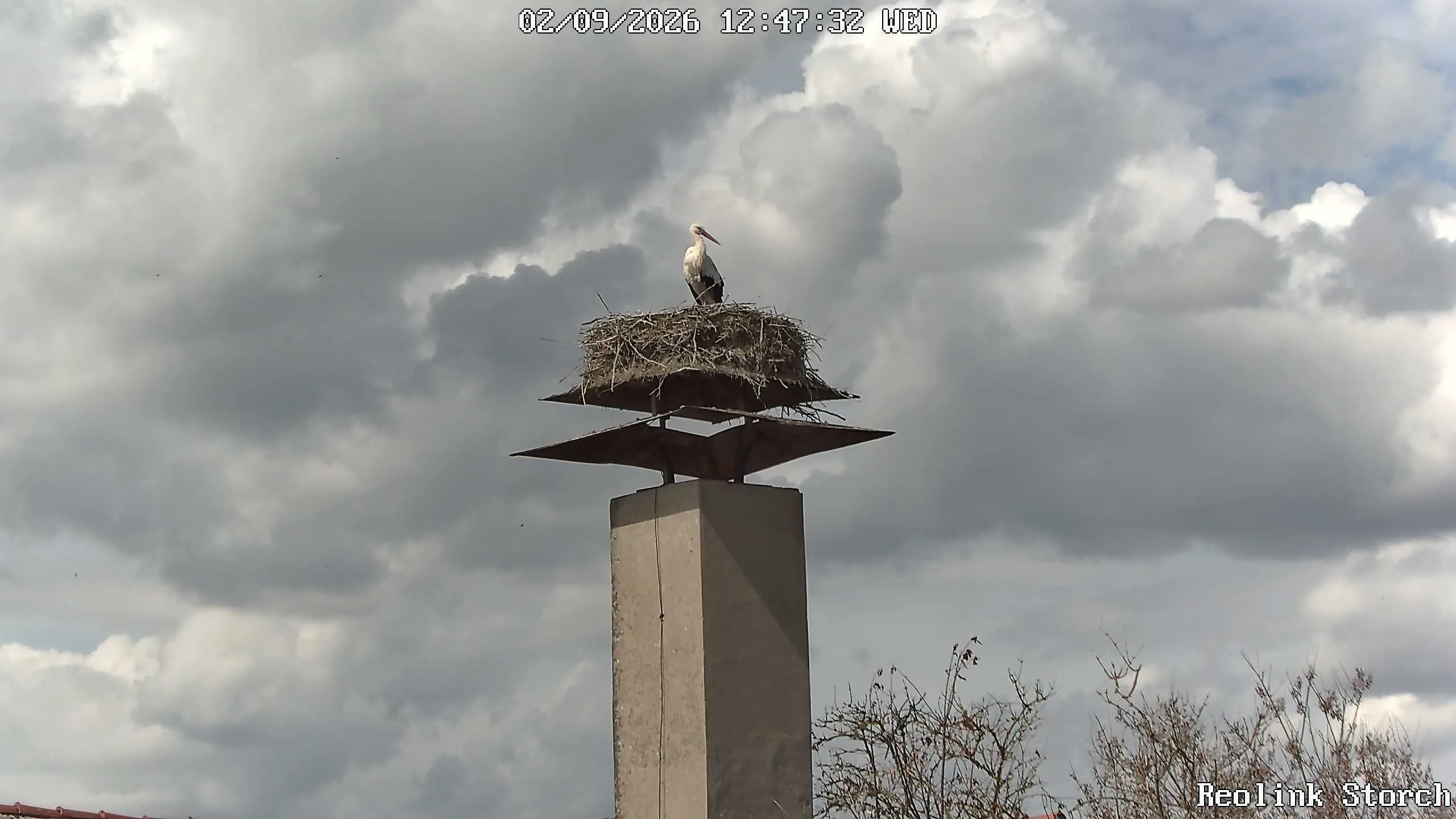 Storchencam Bild