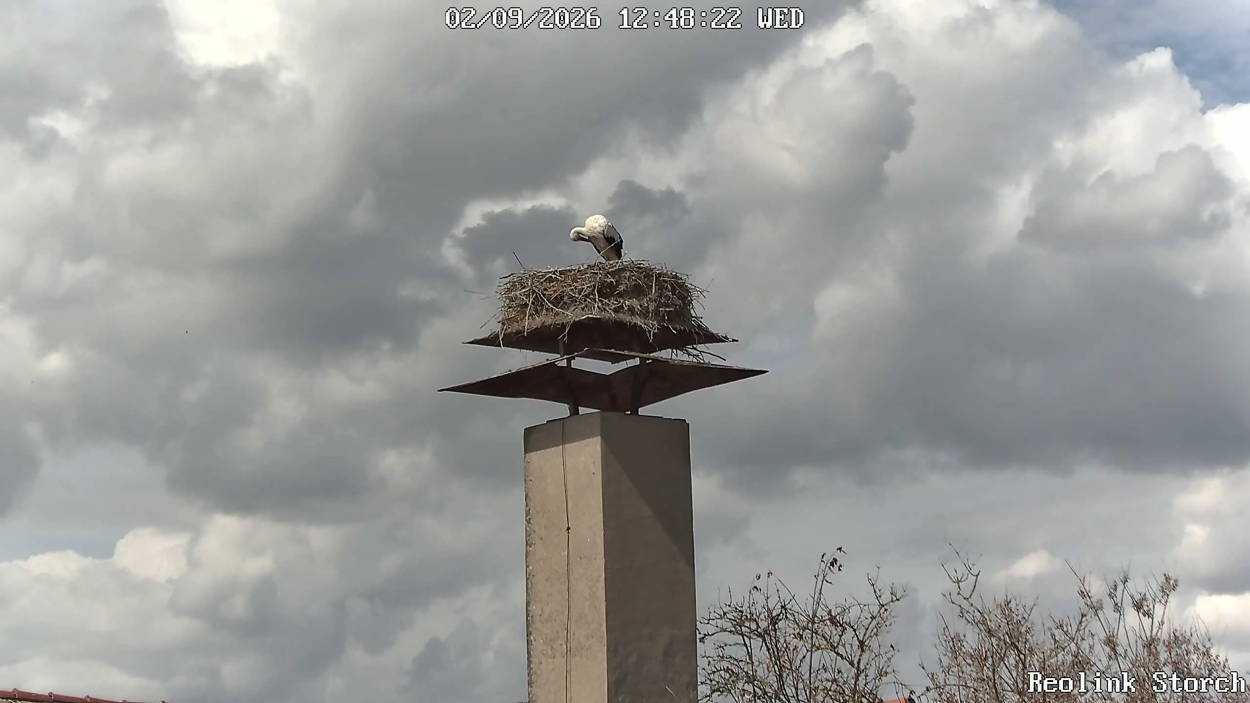 Storchencam Bild