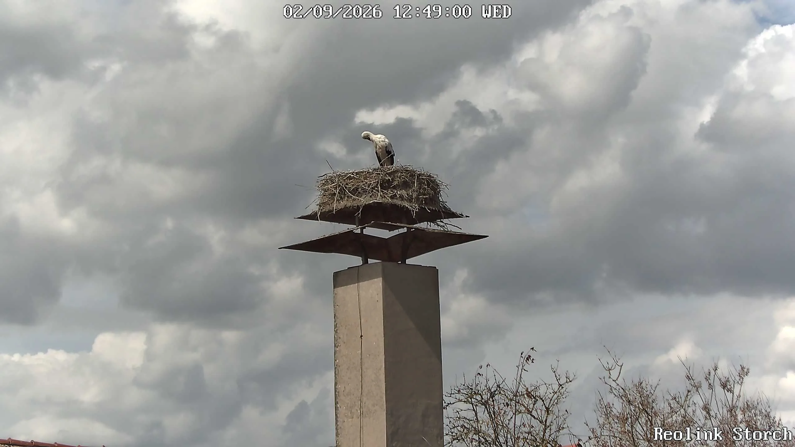 Storchencam Bild