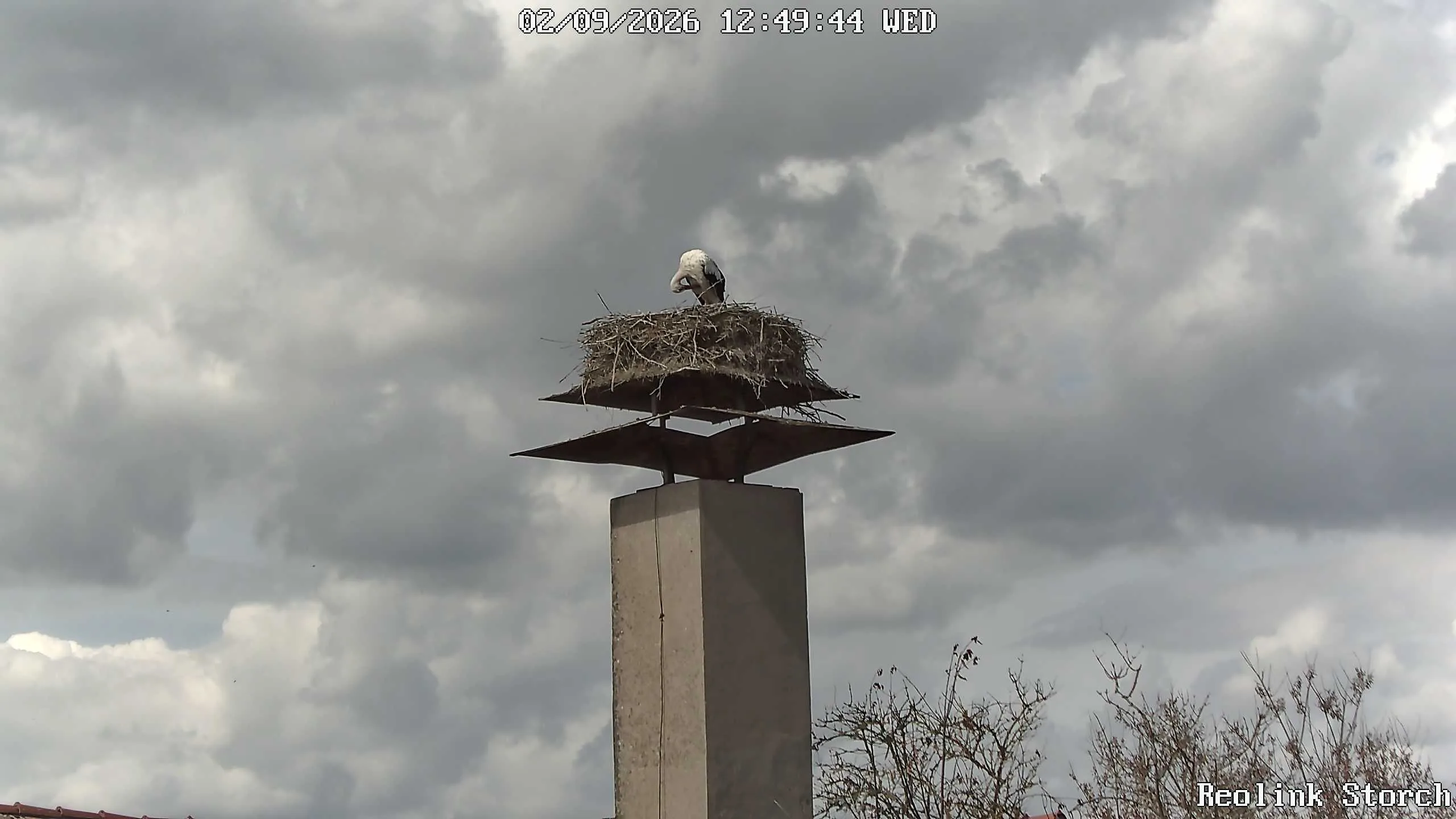 Storchencam Bild
