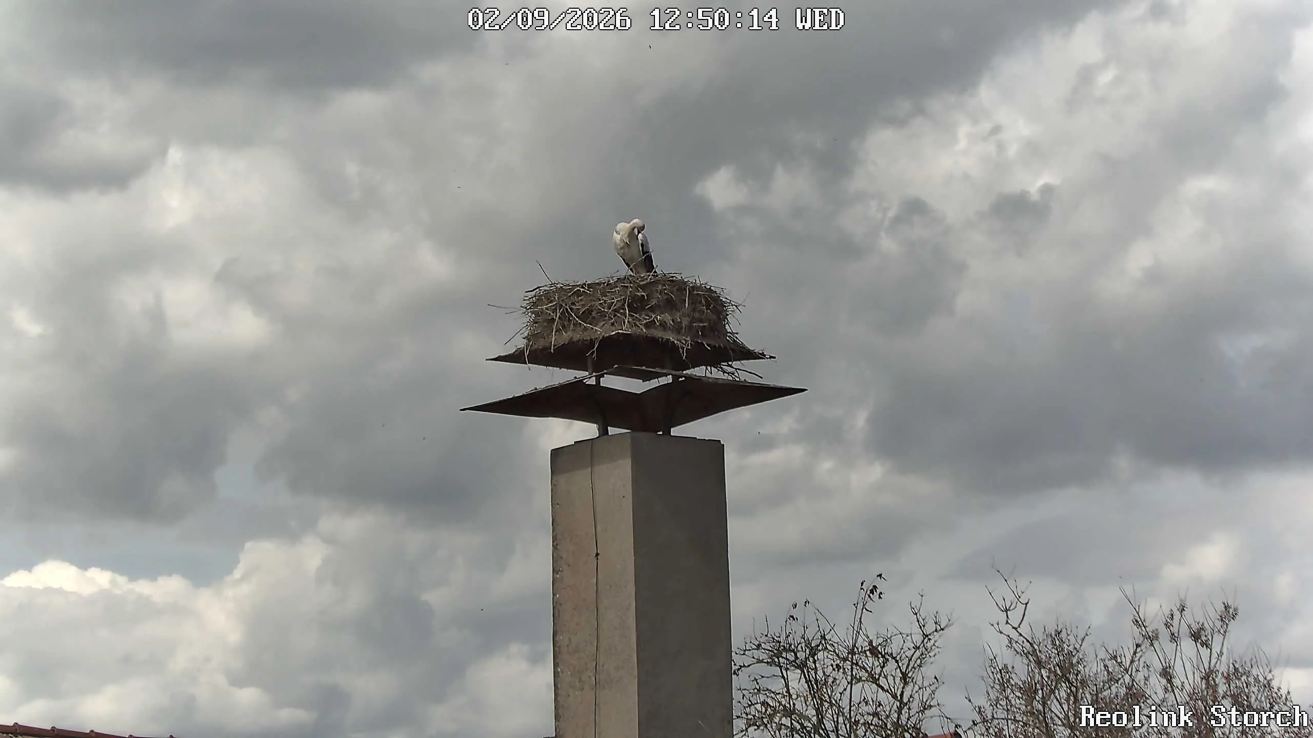 Storchencam Bild