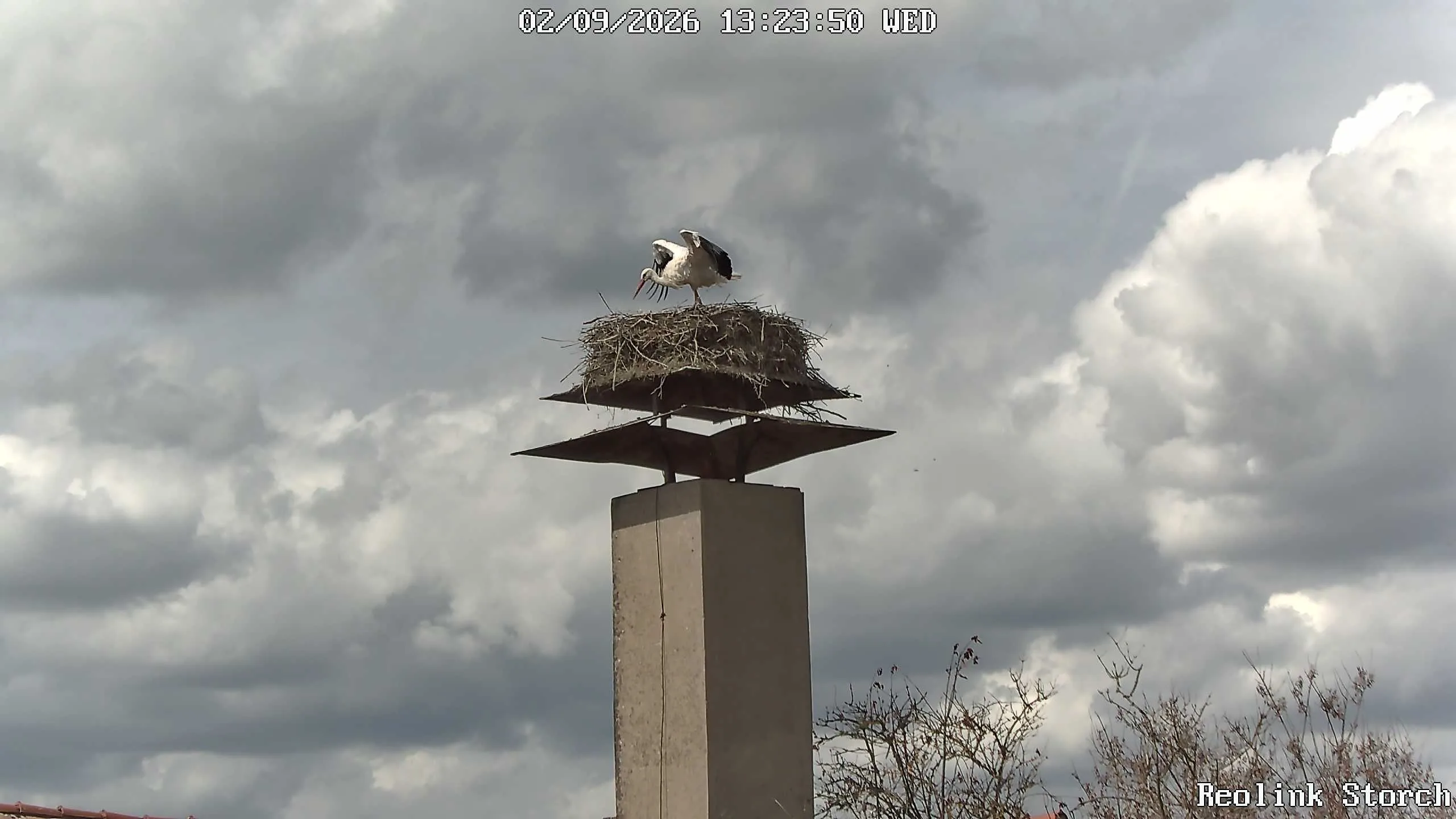Storchencam Bild
