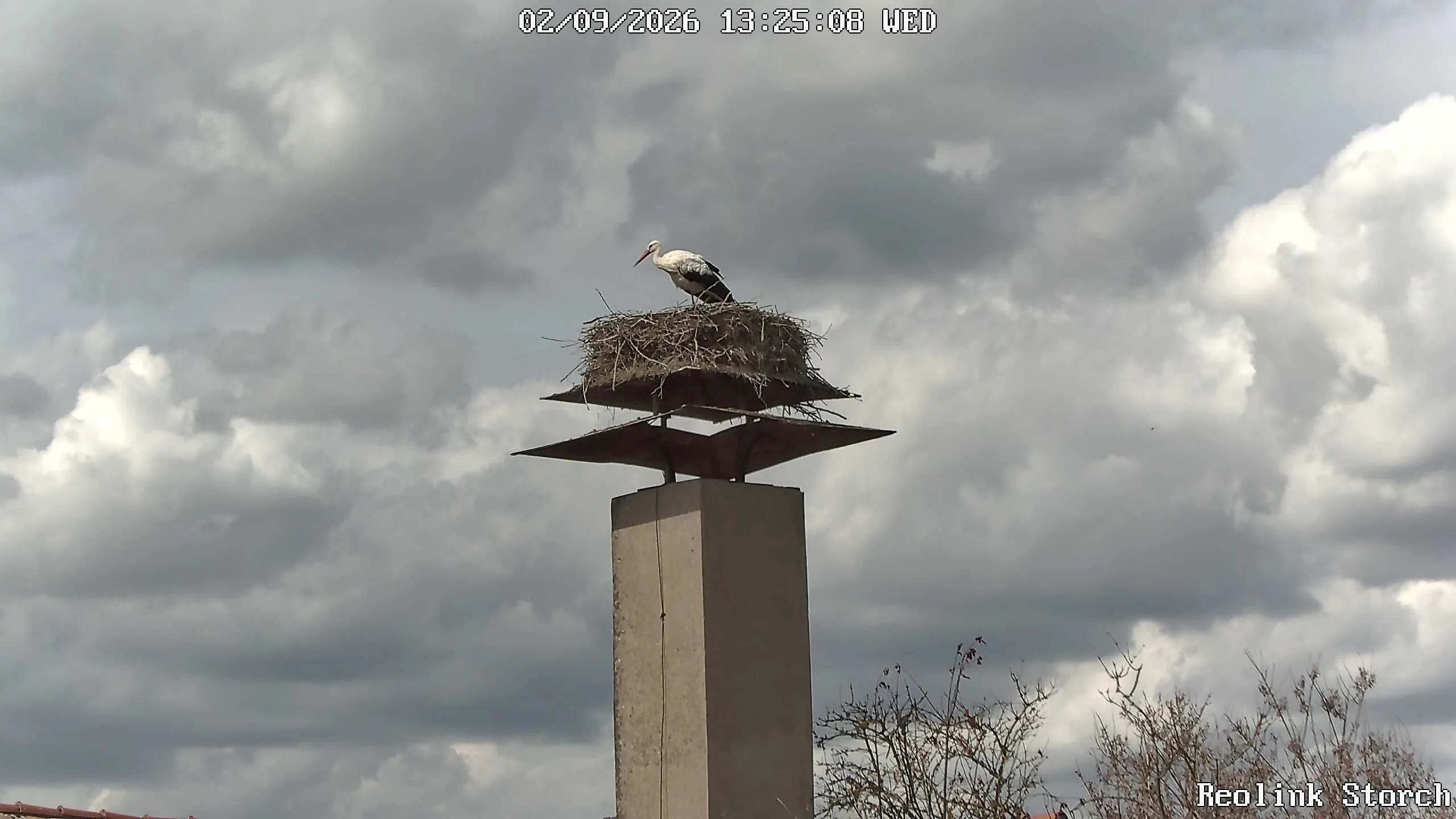 Storchencam Bild