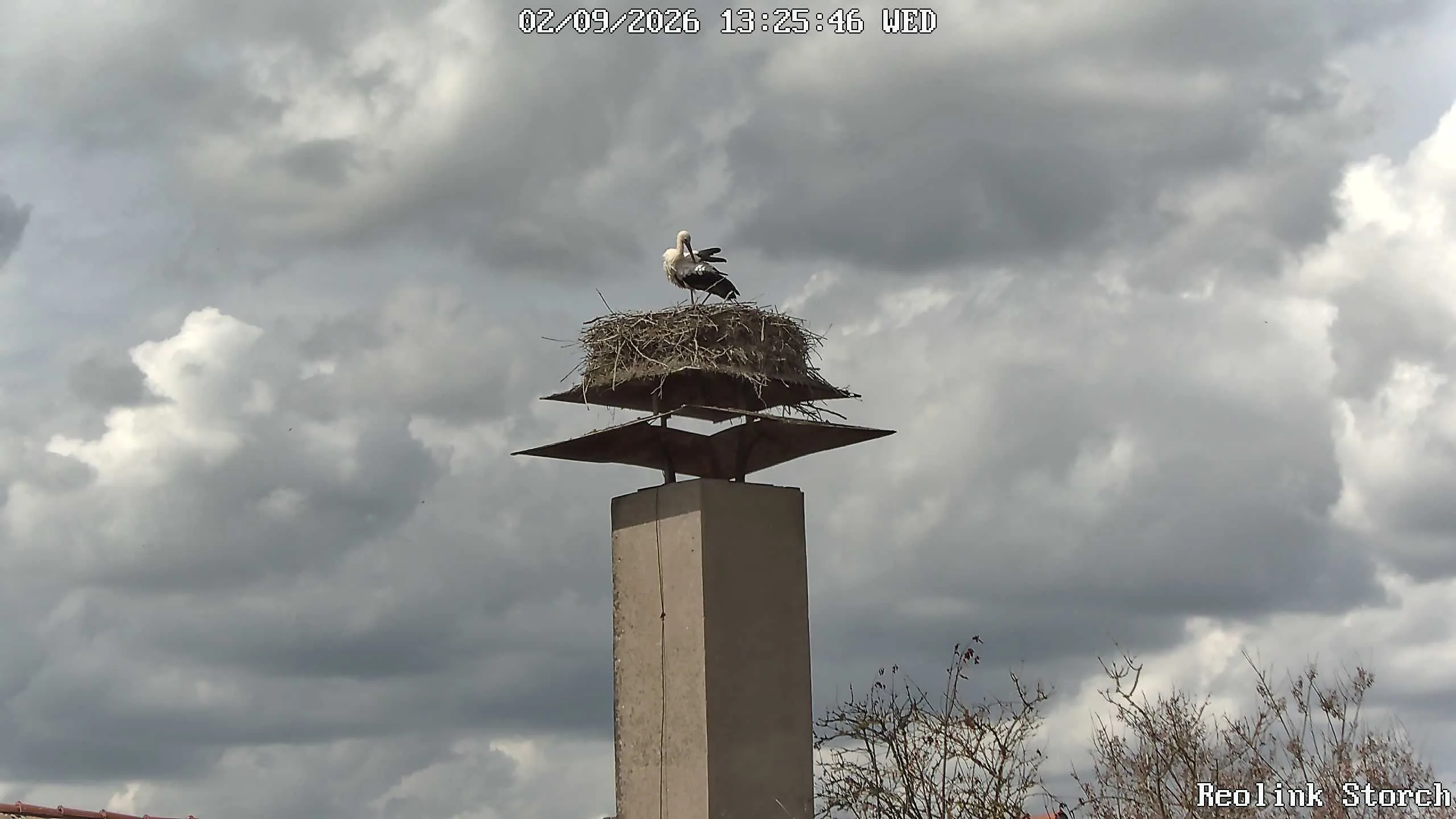 Storchencam Bild