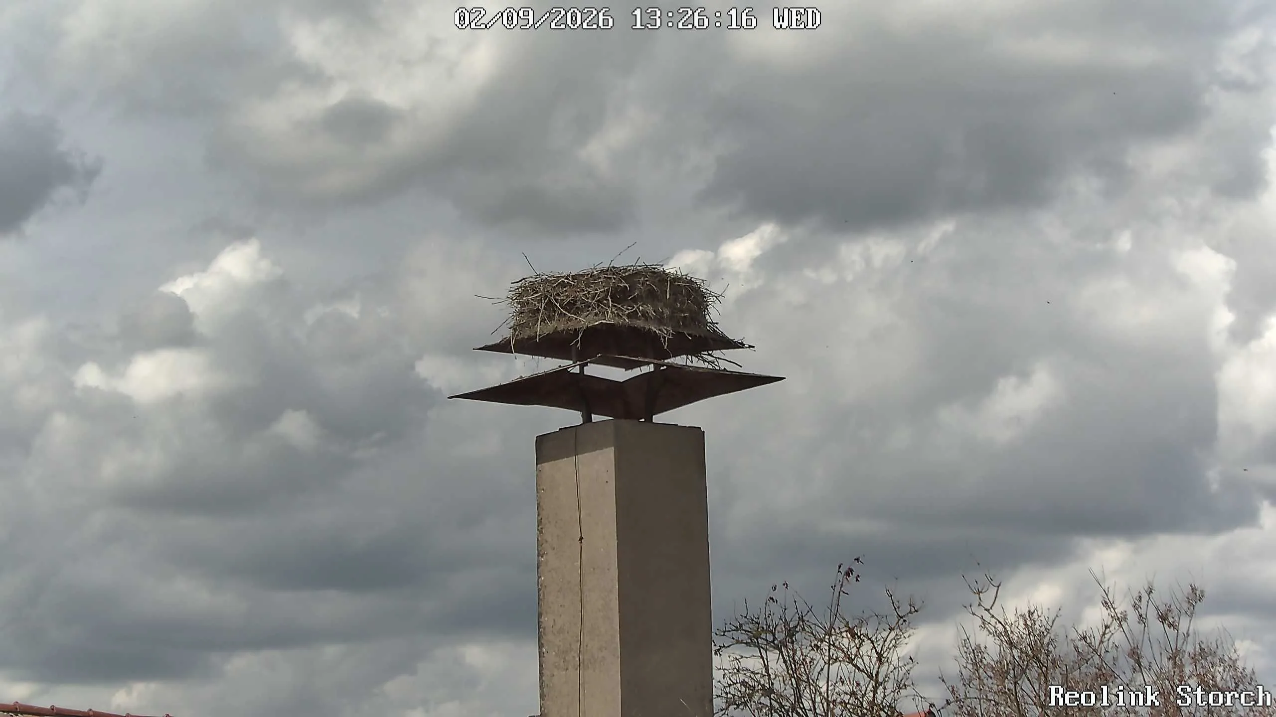 Storchencam Bild