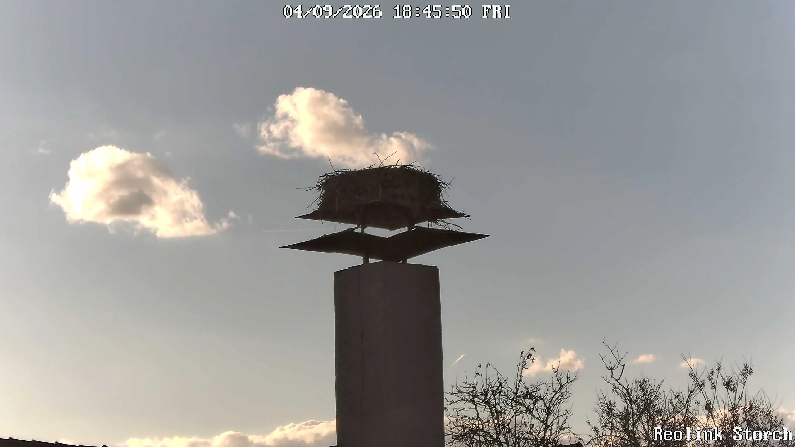 Storchencam Bild