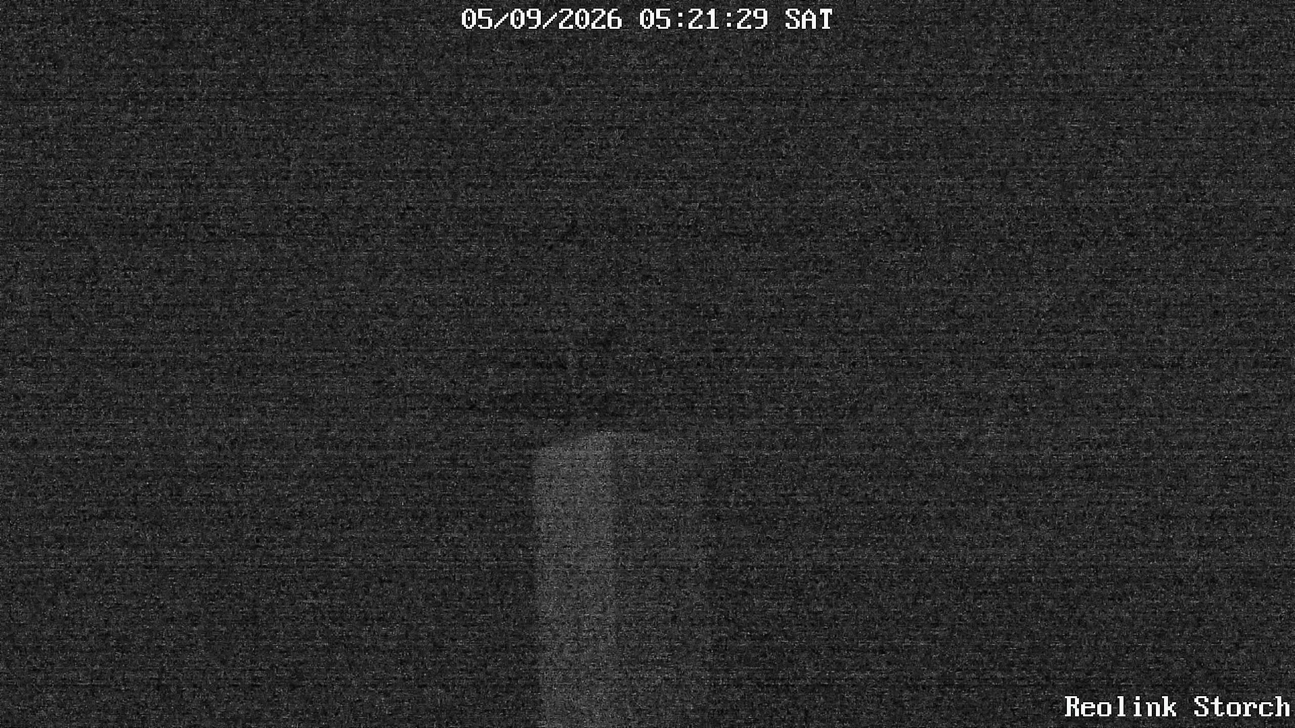 Storchencam Bild