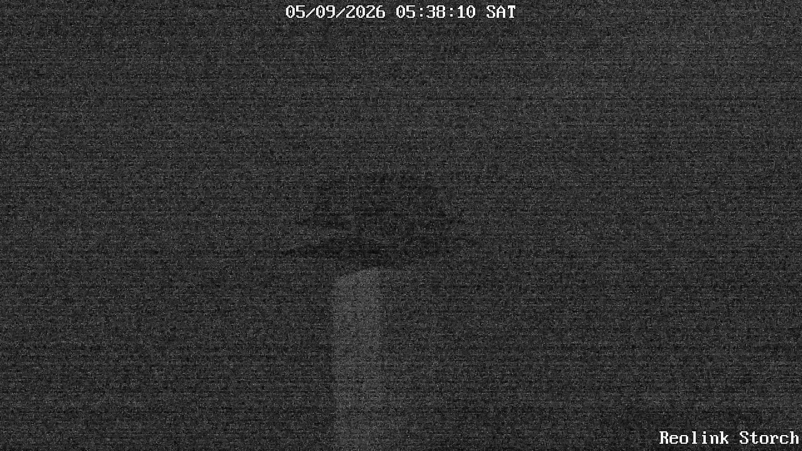 Storchencam Bild