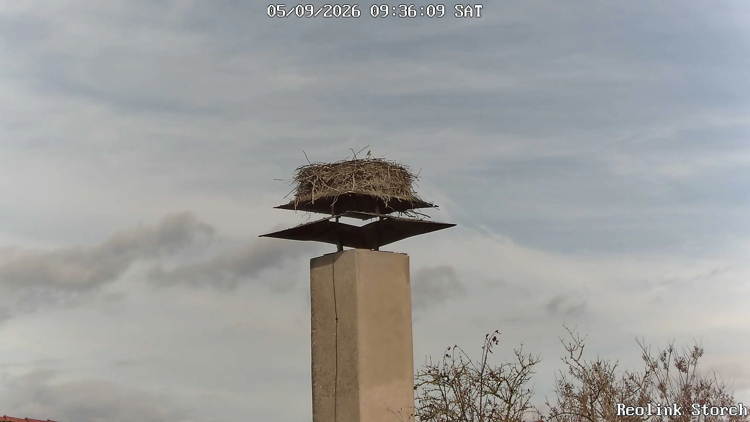 Storchencam Bild