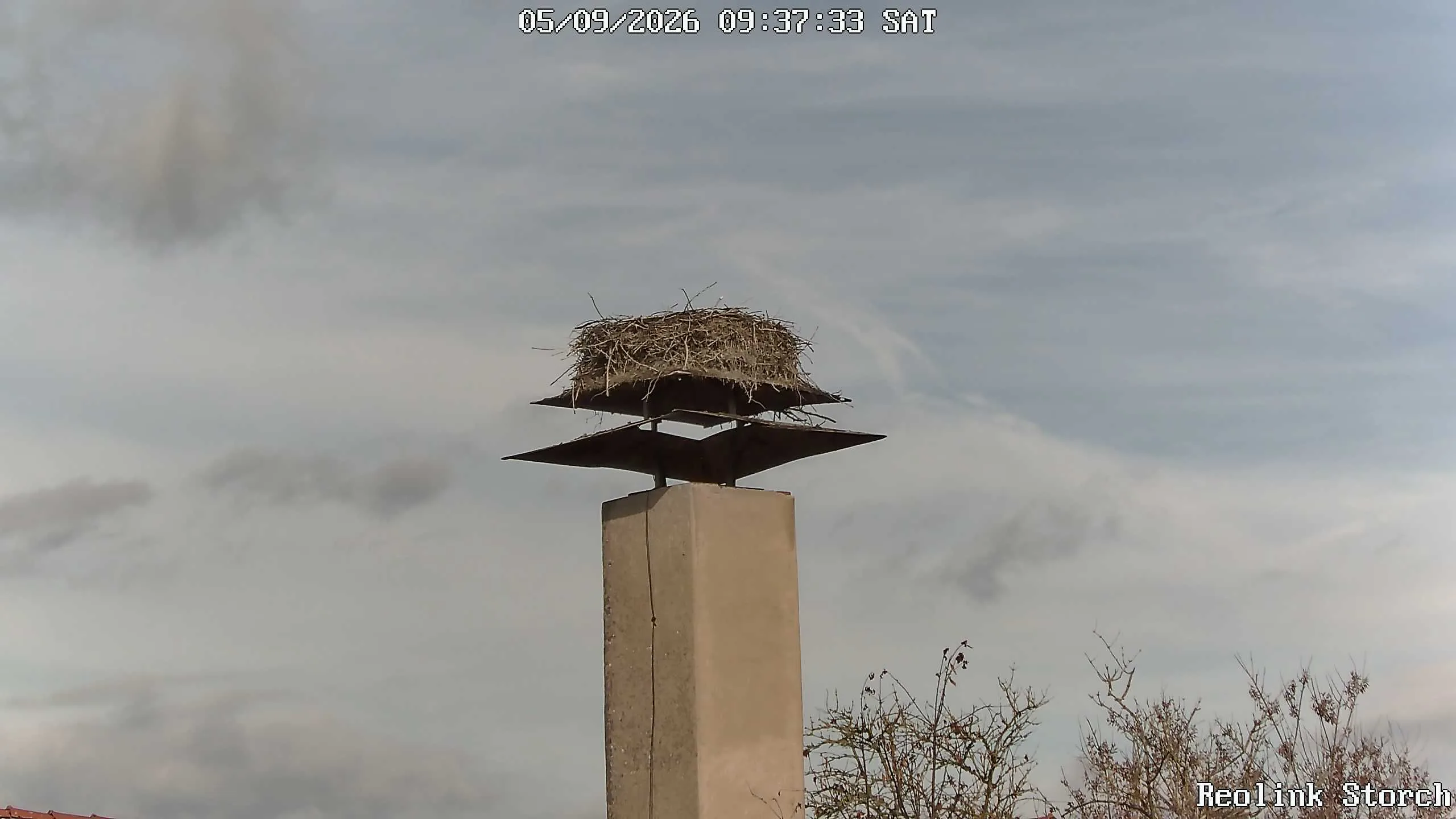 Storchencam Bild