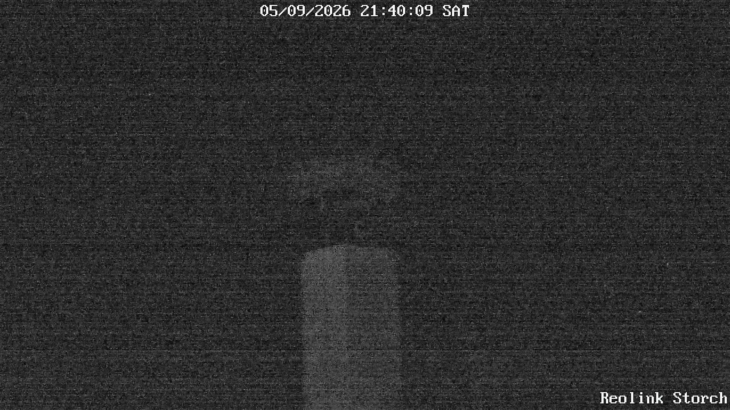 Storchencam Bild