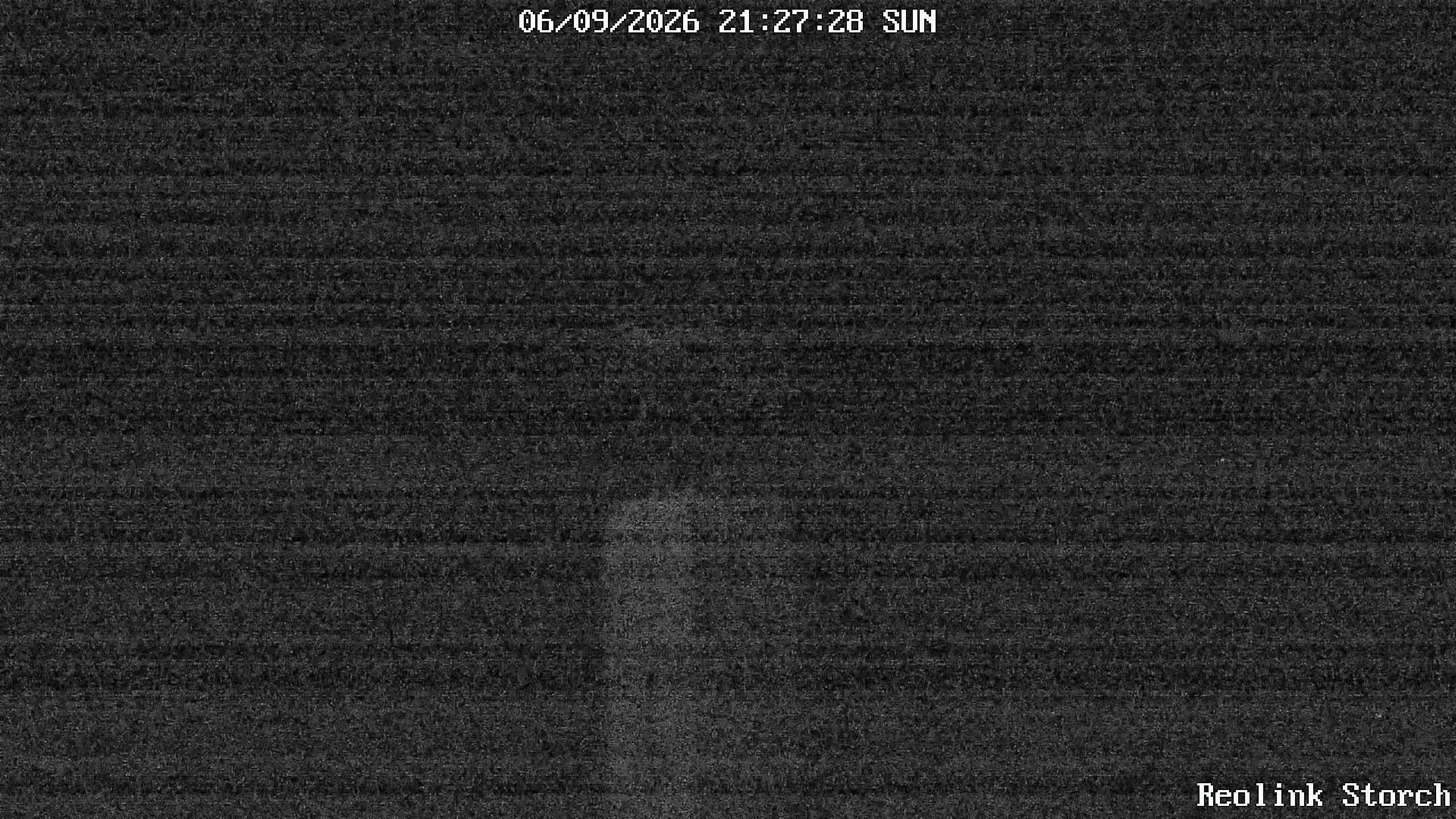 Storchencam Bild