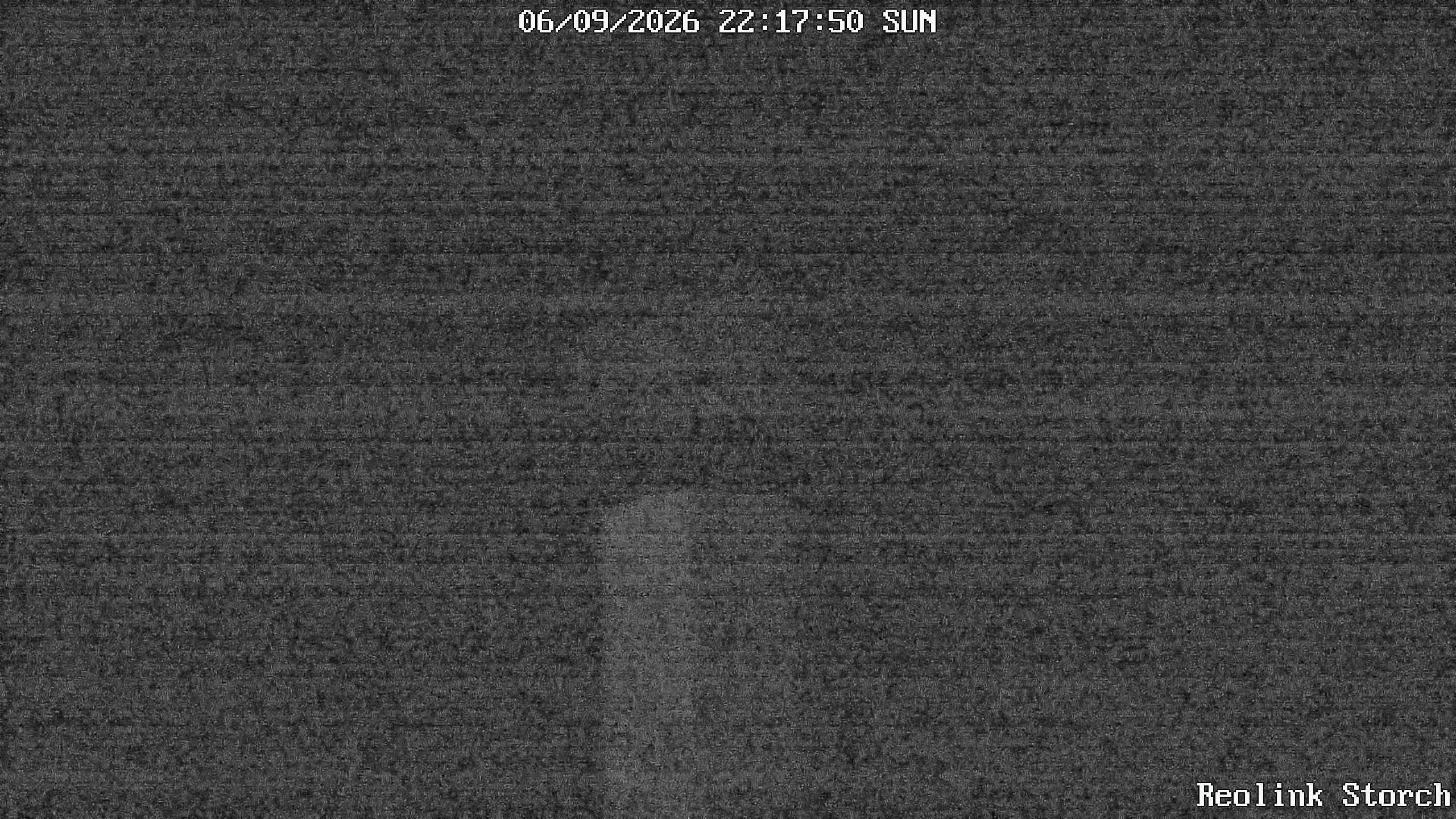 Storchencam Bild