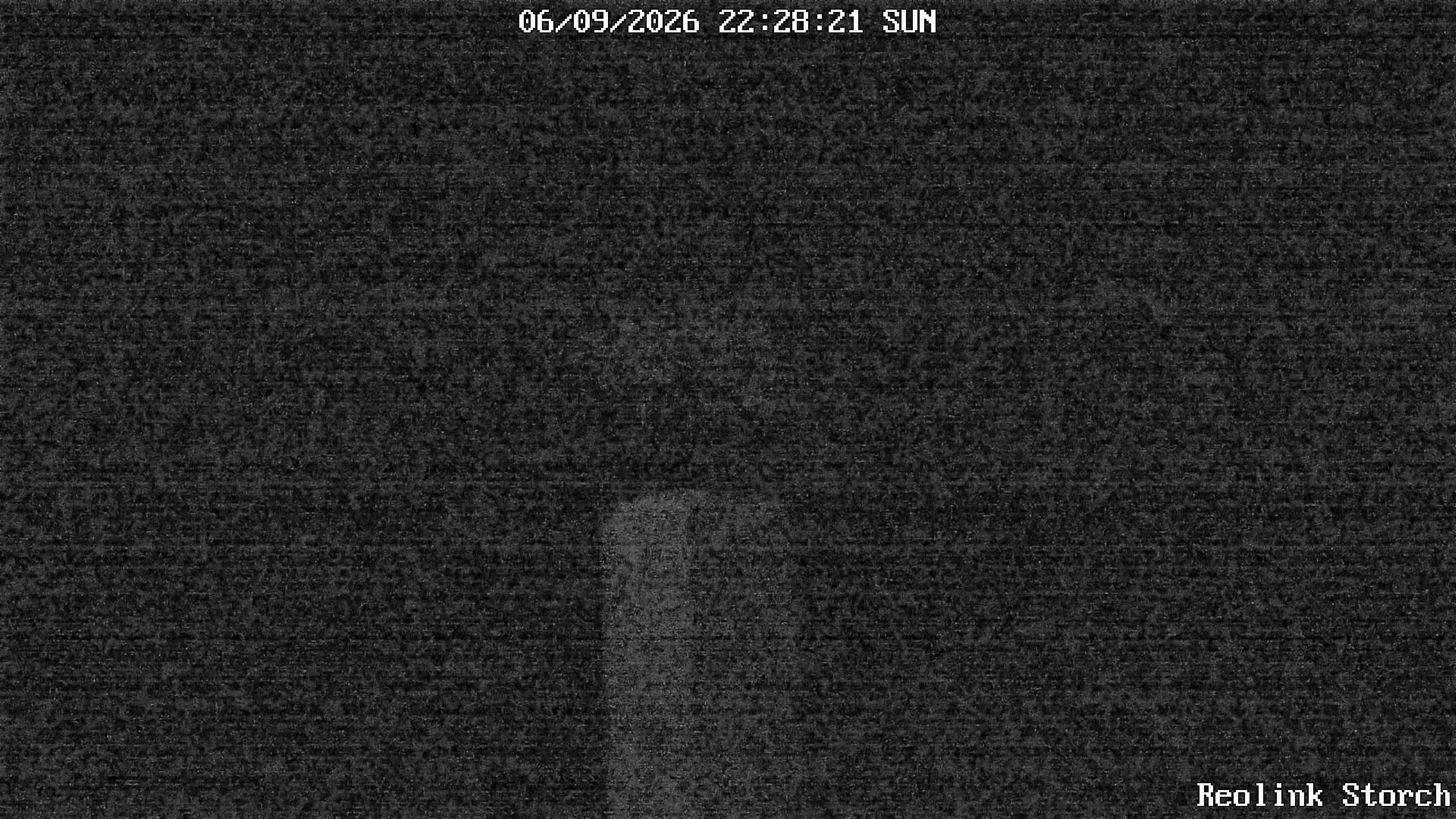 Storchencam Bild