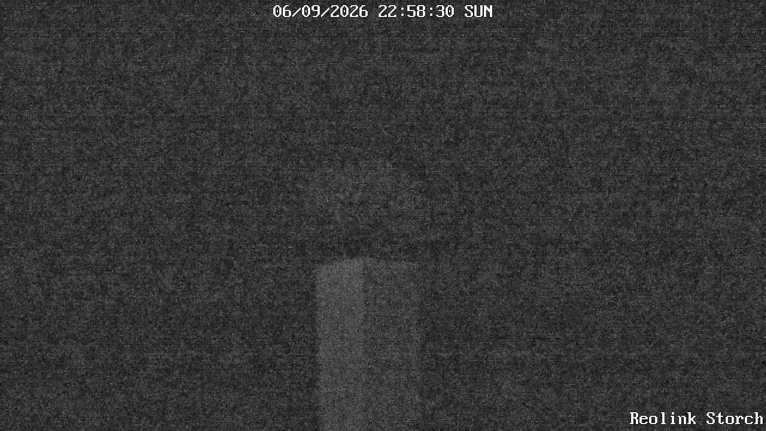 Storchencam Bild